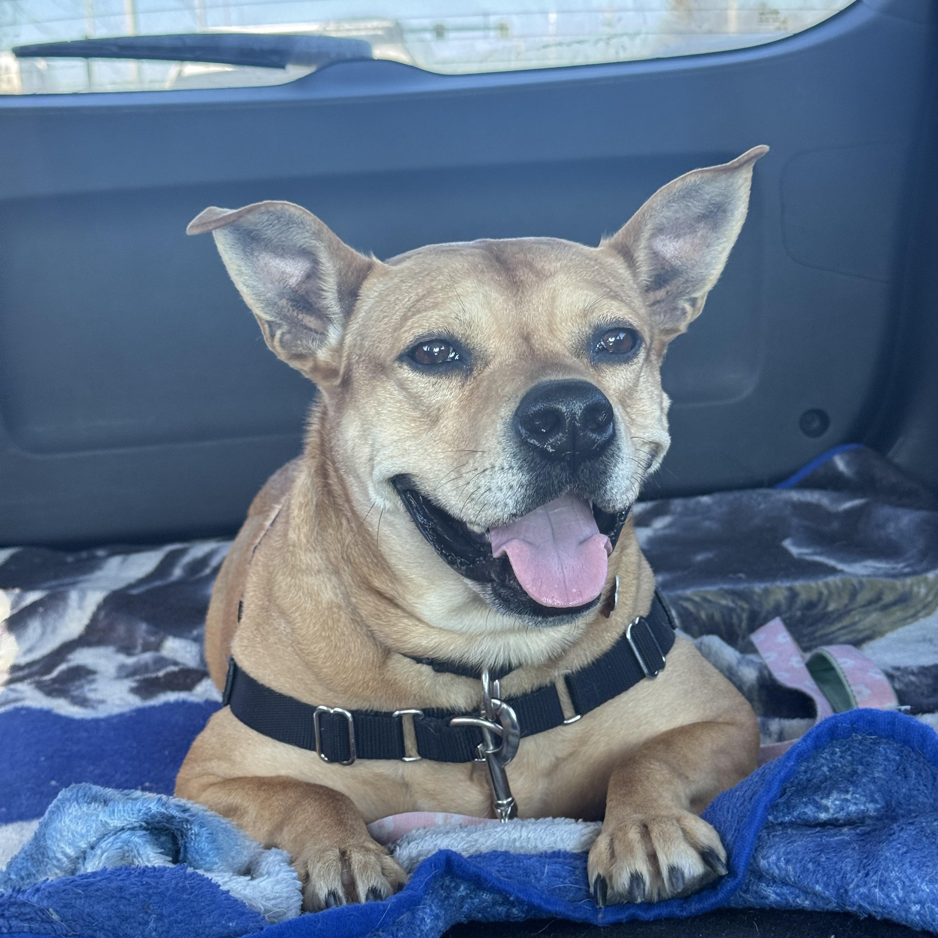 Enlarge Piper, a Adoptable mixed breed in Salem, NH image 1/6