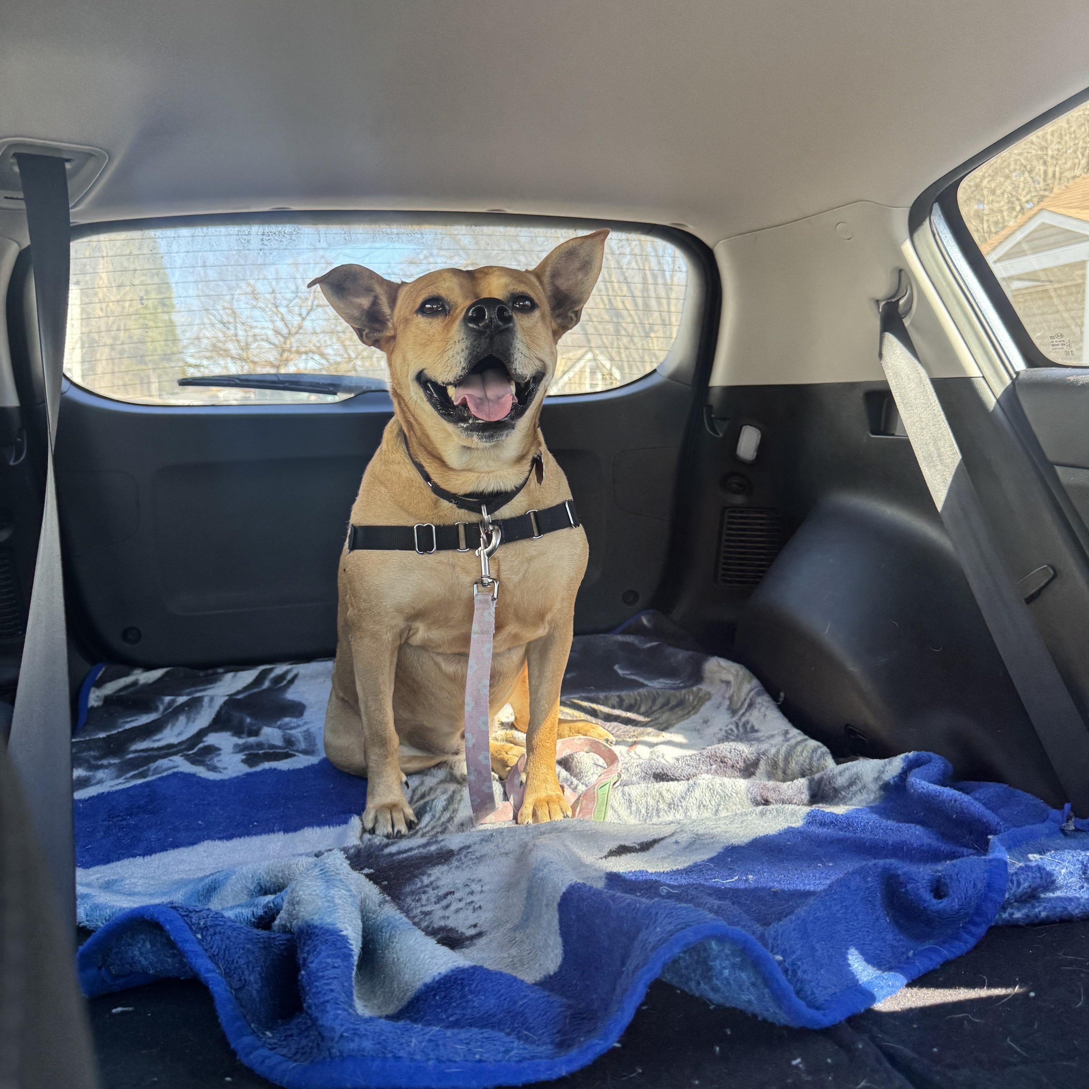 Enlarge Piper, a Adoptable mixed breed in Salem, NH image 6/6