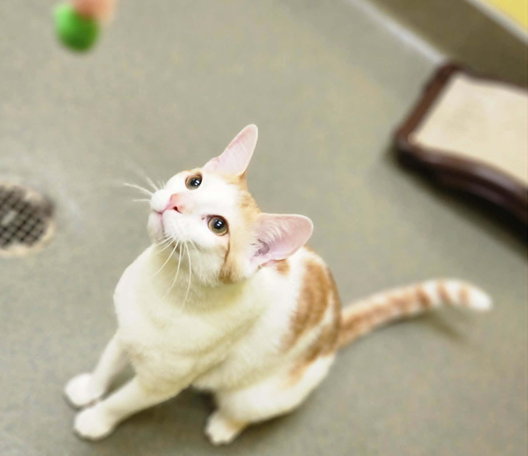 Enlarge ALTO, a ADOPTABLE Domestic Short Hair in Manassas, VA image 4/5