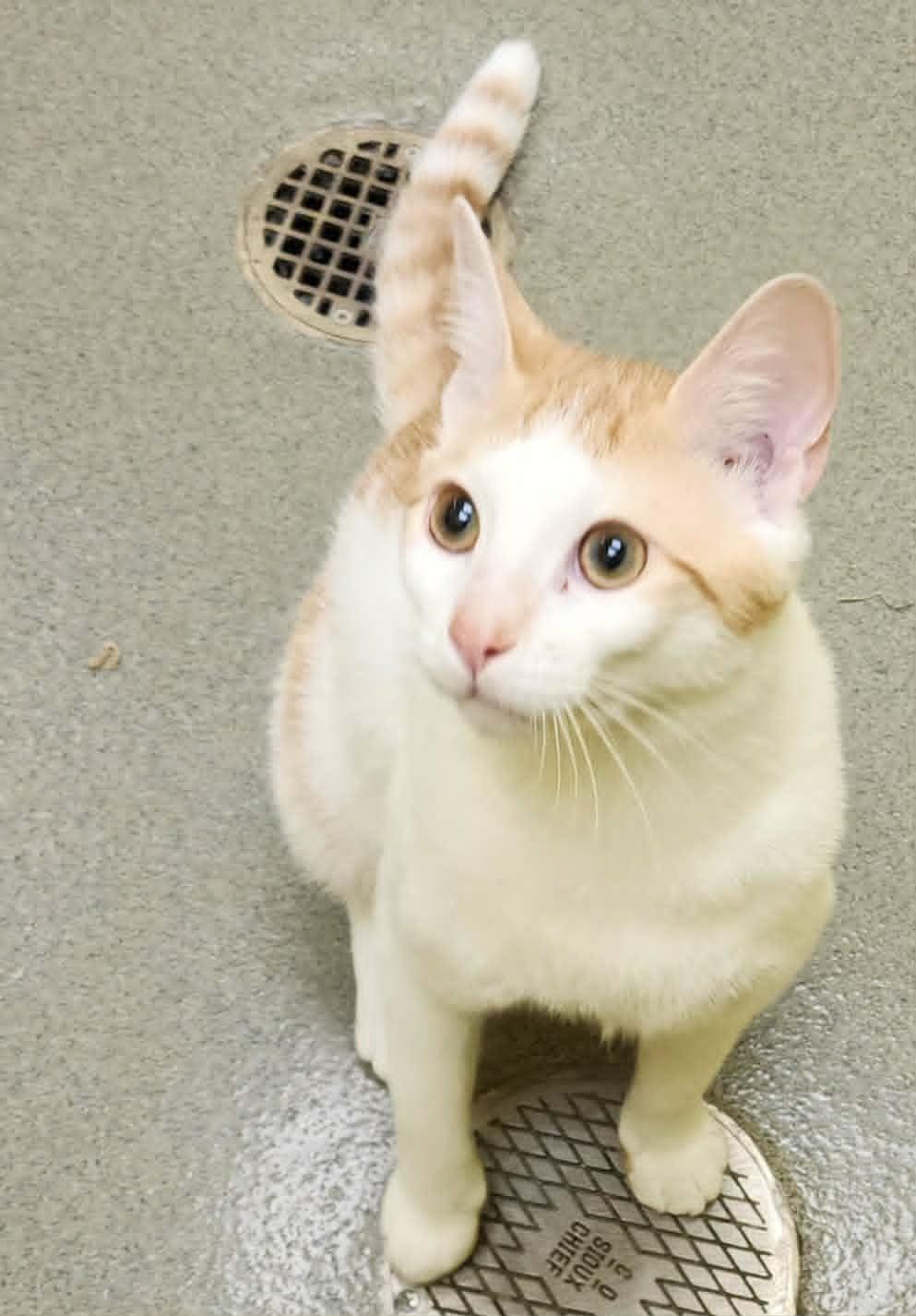 ALTO, ADOPTABLE, Adult Male Domestic Short Hair.
