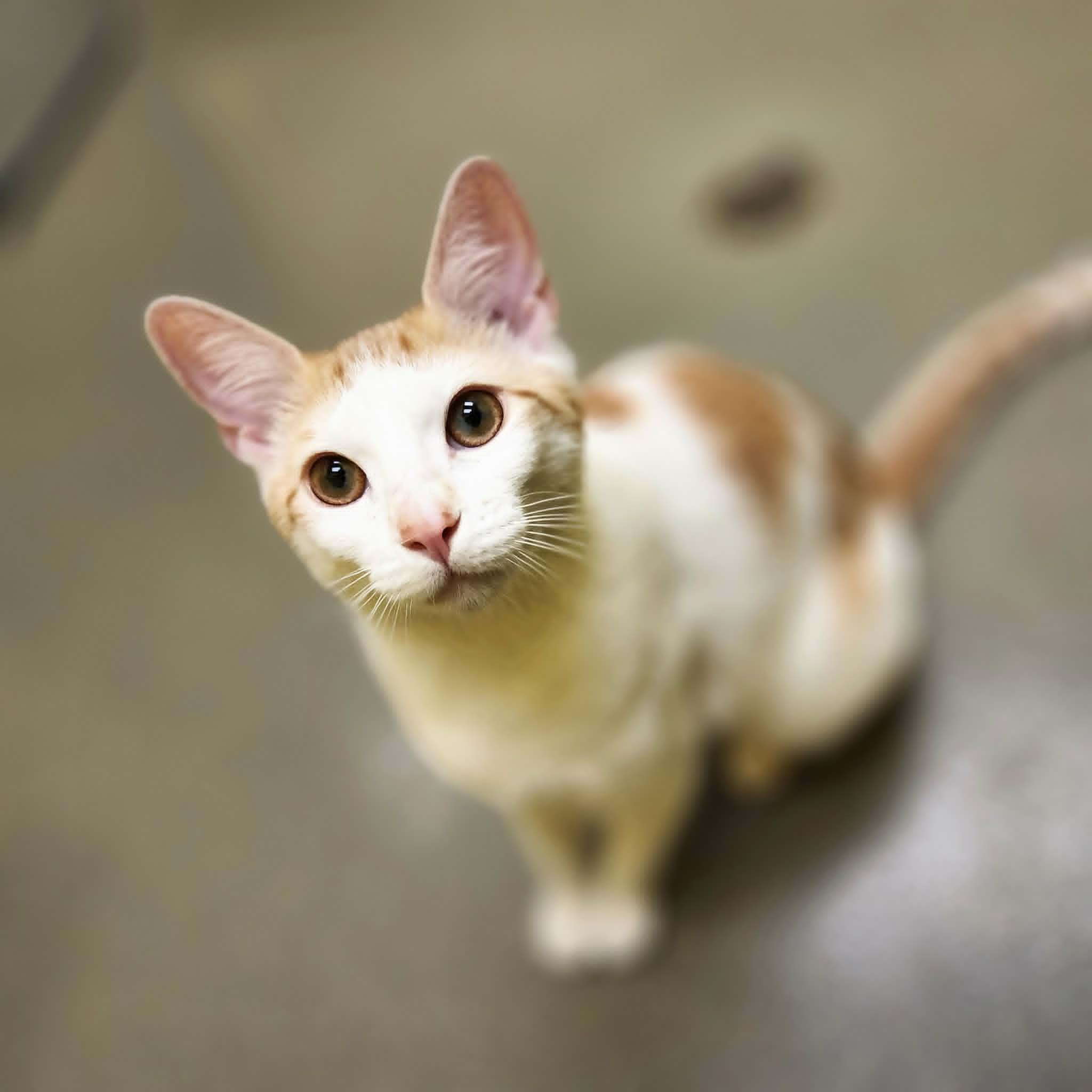 Enlarge ALTO, a ADOPTABLE Domestic Short Hair in Manassas, VA image 3/5