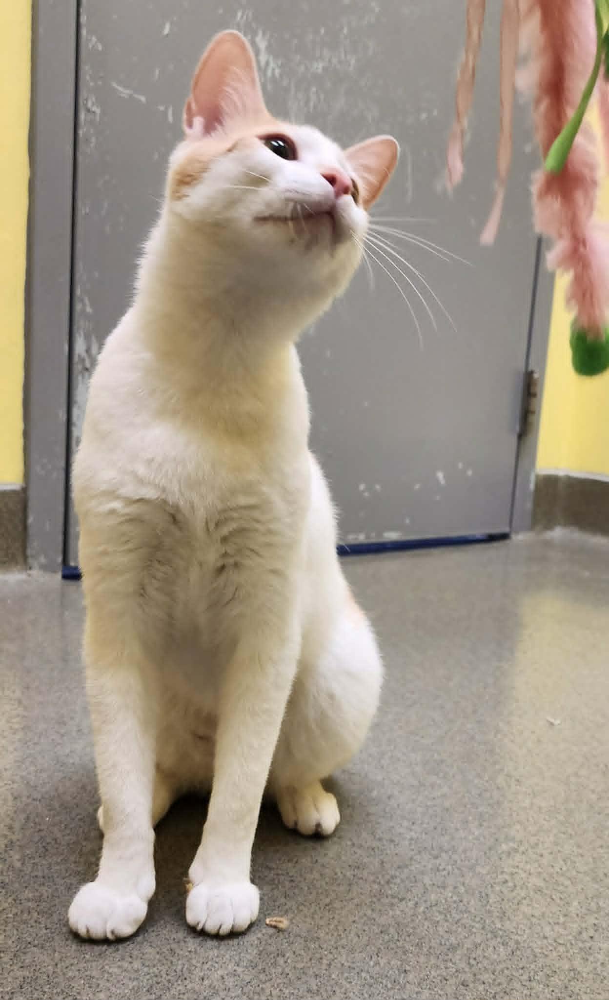 Enlarge ALTO, a ADOPTABLE Domestic Short Hair in Manassas, VA image 2/5
