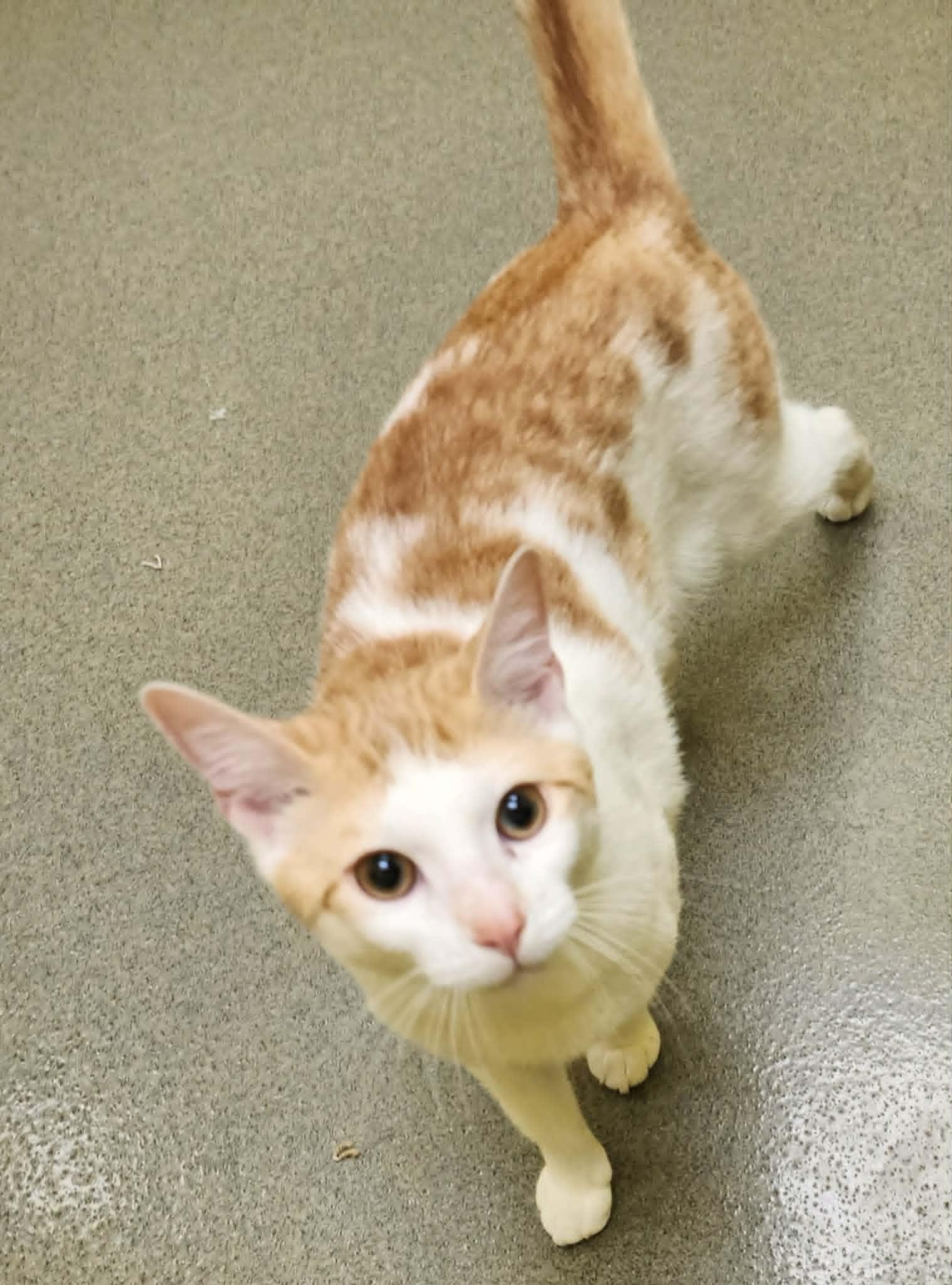 Enlarge ALTO, a ADOPTABLE Domestic Short Hair in Manassas, VA image 5/5