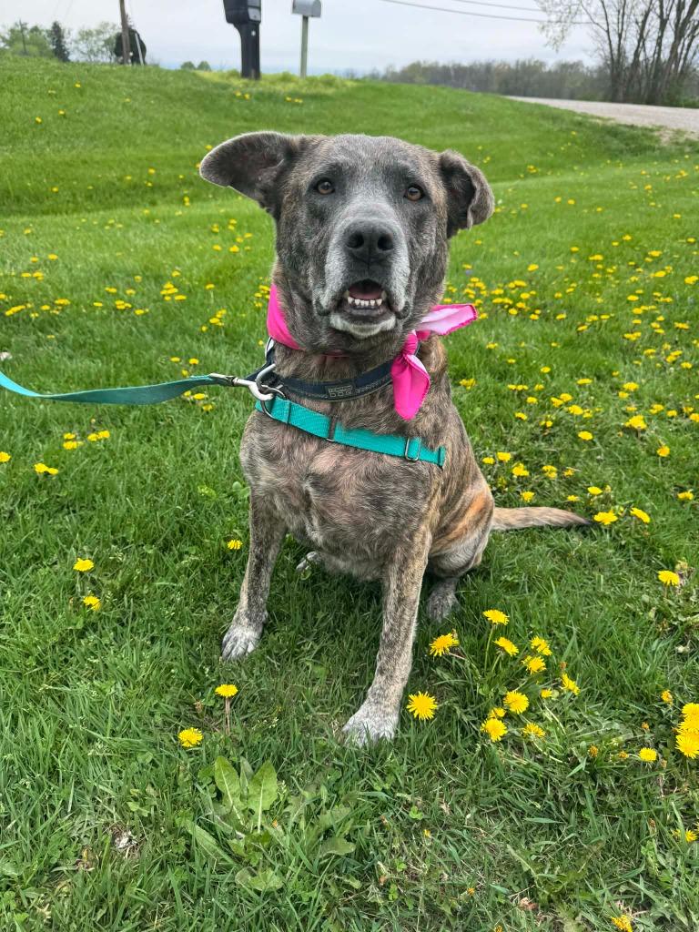 Daisy, Adoptable, Adult Female German Shepherd Dog & Boxer.