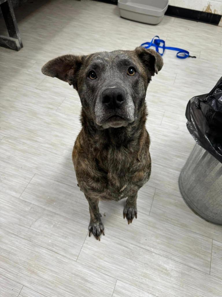 Daisy, a Adoptable mixed breed in Marion, OH image 2/3