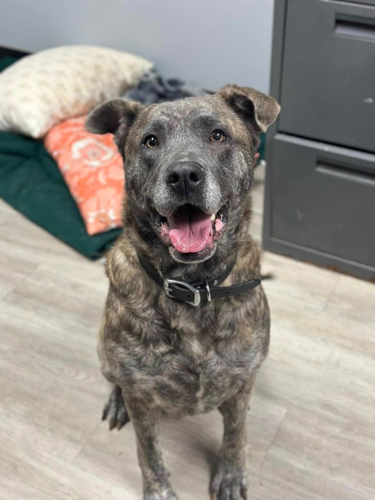 Daisy, a Adoptable mixed breed in Marion, OH image 3/3
