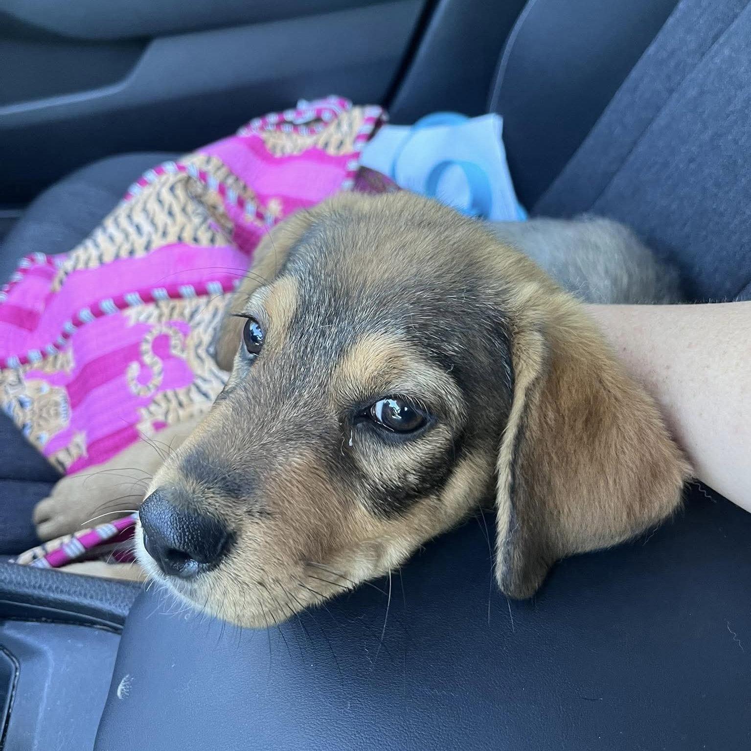 Reina, adopted, Puppy Female Hound.