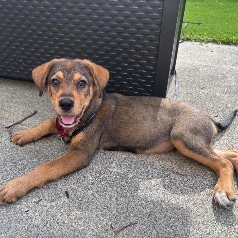 Reina, an adopted Hound in Raleigh, NC image 2/3