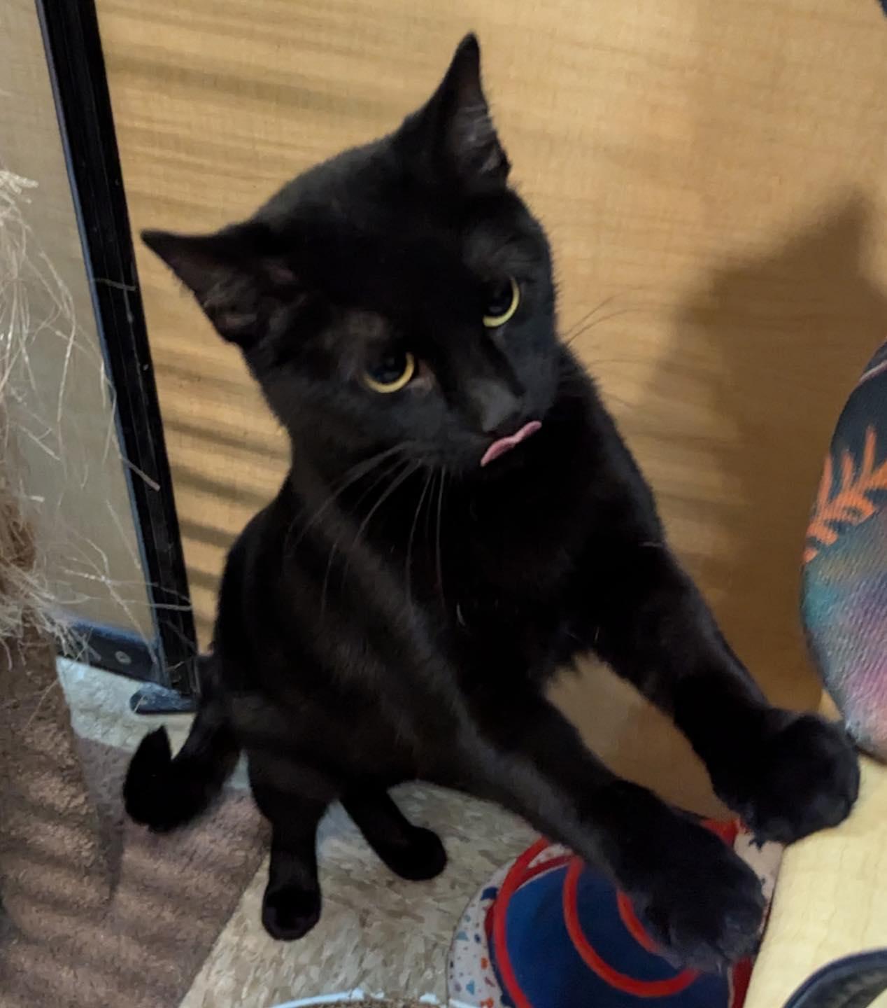 Enlarge Mommy, a Adoptable Domestic Short Hair in Farmland, IN image 2/6