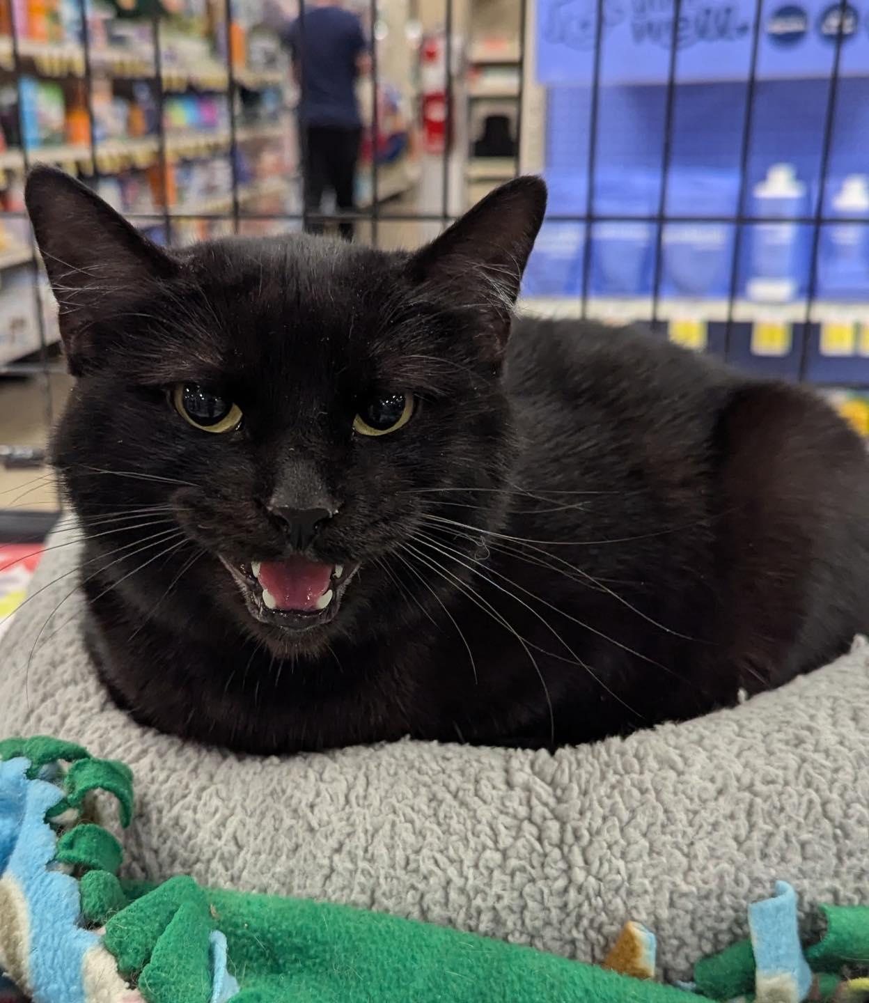 Mommy, Adoptable, Kitten Female Domestic Short Hair.