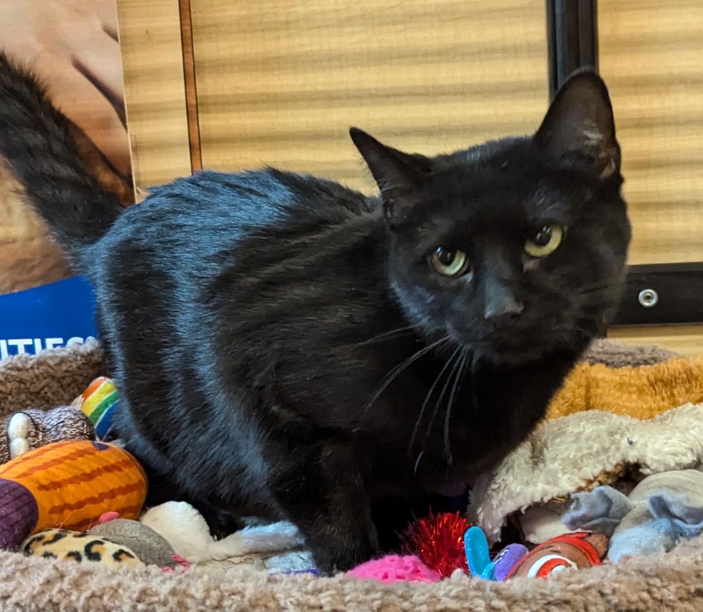 Enlarge Mommy, a Adoptable Domestic Short Hair in Farmland, IN image 4/6