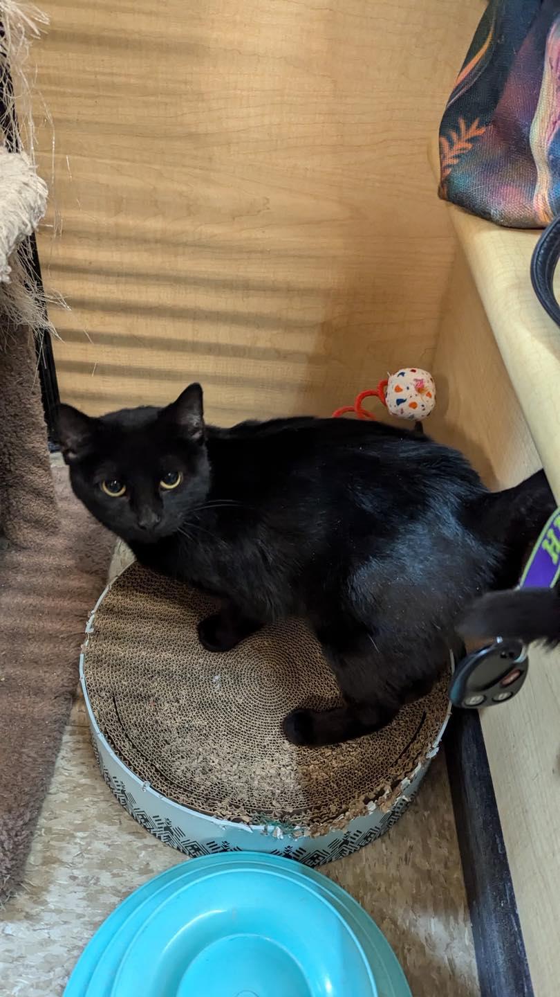 Enlarge Mommy, a Adoptable Domestic Short Hair in Farmland, IN image 6/6