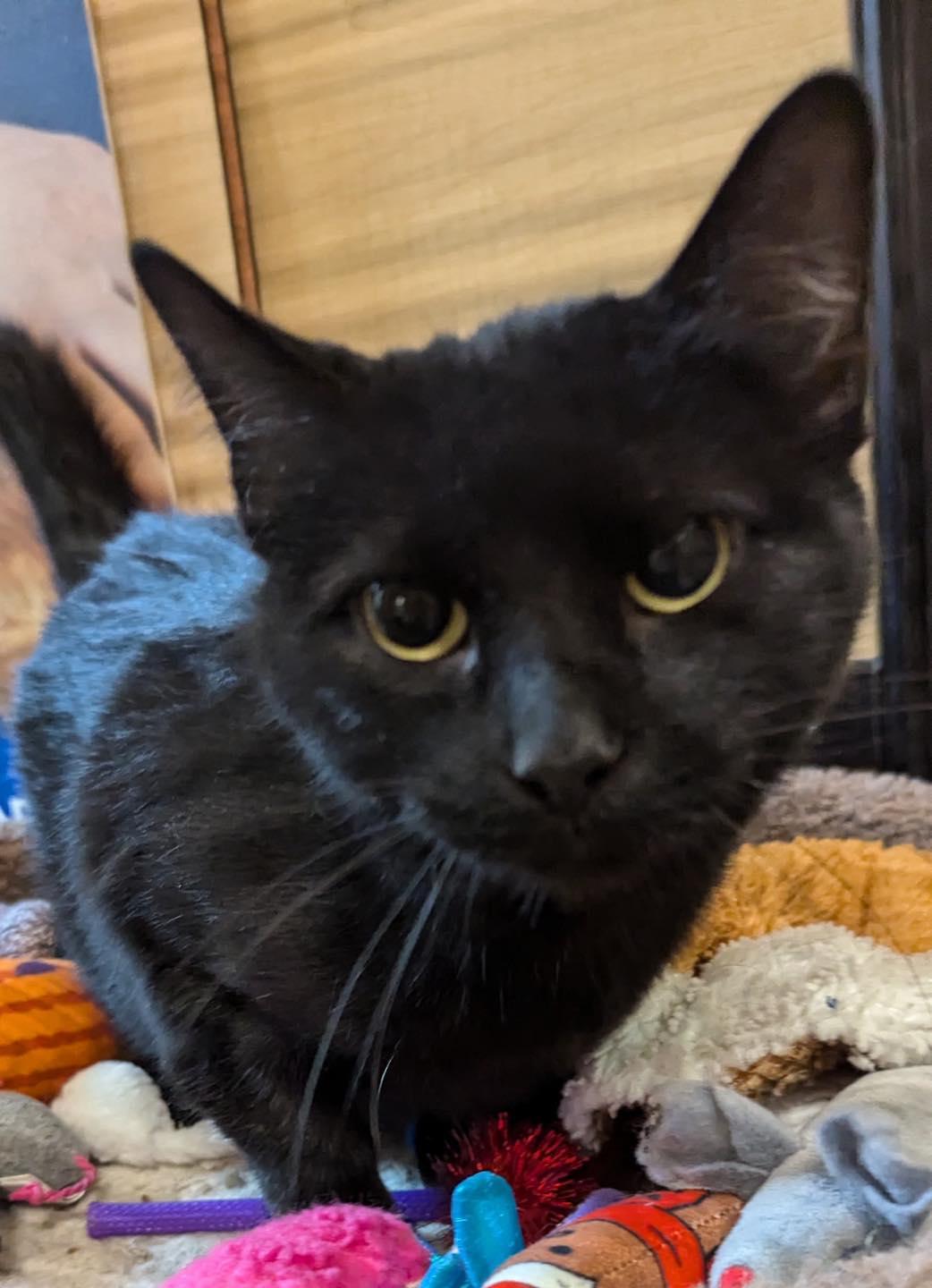 Enlarge Mommy, a Adoptable Domestic Short Hair in Farmland, IN image 5/6