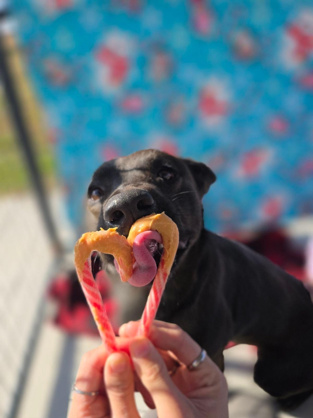 Enlarge Carla, a Adoptable mixed breed in Attica, IN image 2/3