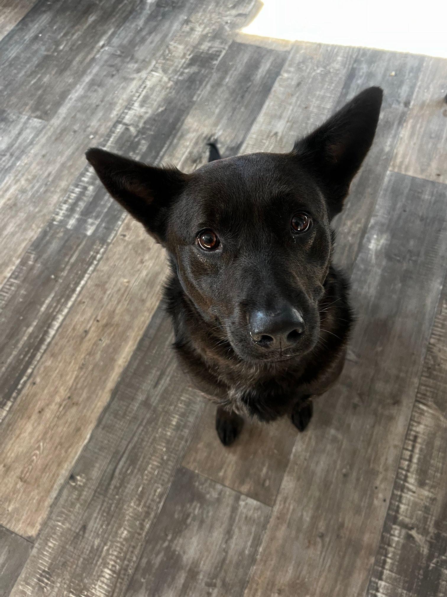 Enlarge Carla, a Adoptable mixed breed in Attica, IN image 1/3