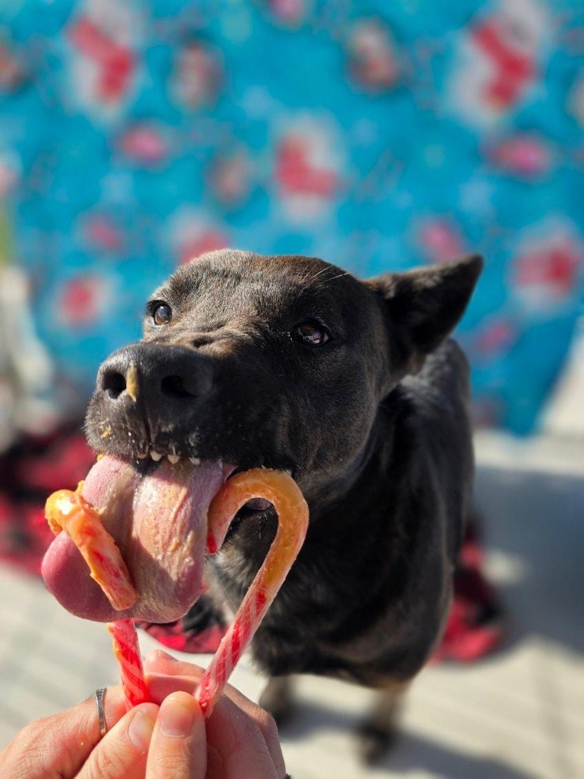 Enlarge Carla, a Adoptable mixed breed in Attica, IN image 3/3