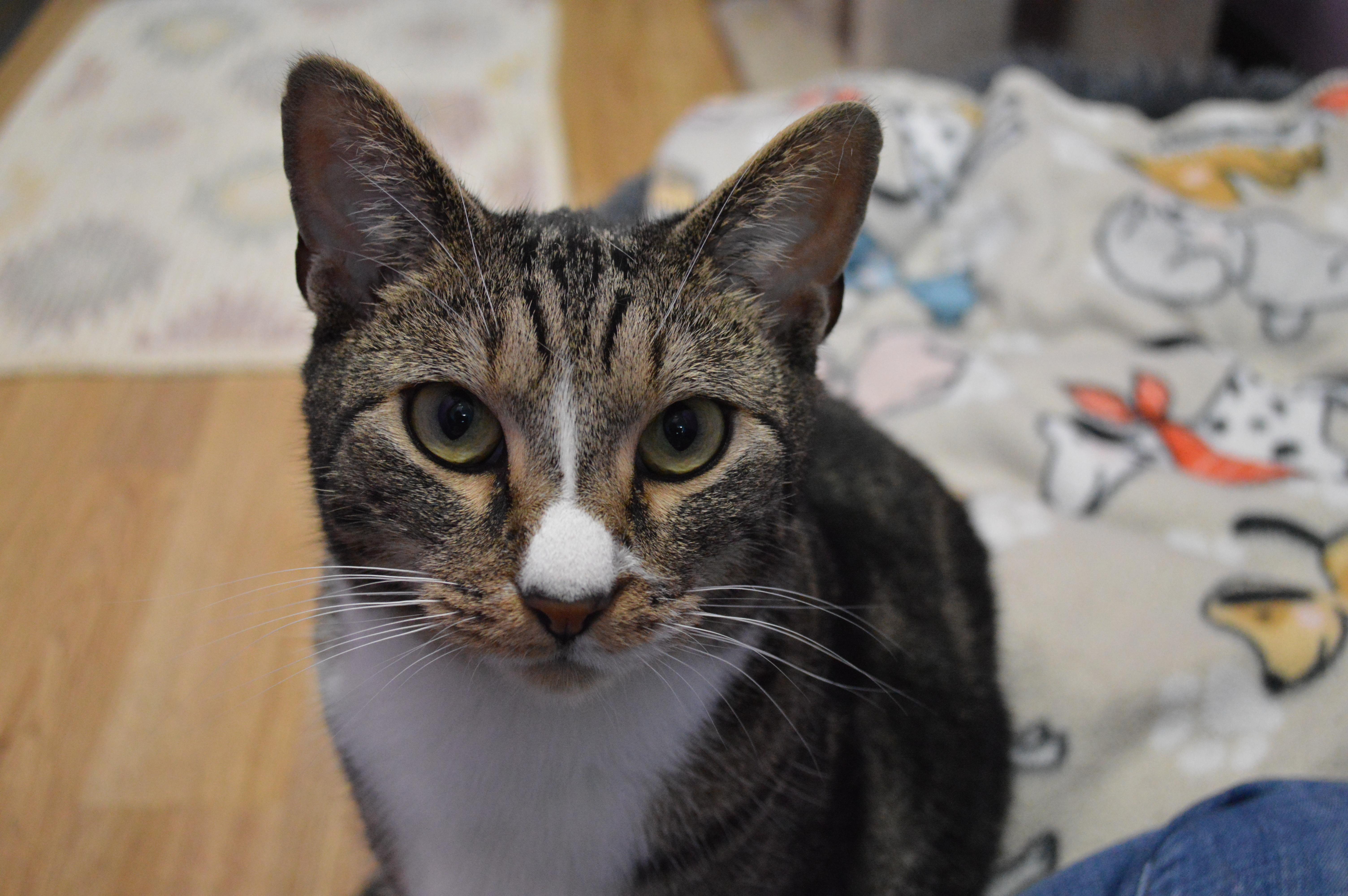Jinx, Adopted, Young Male Domestic Short Hair.
