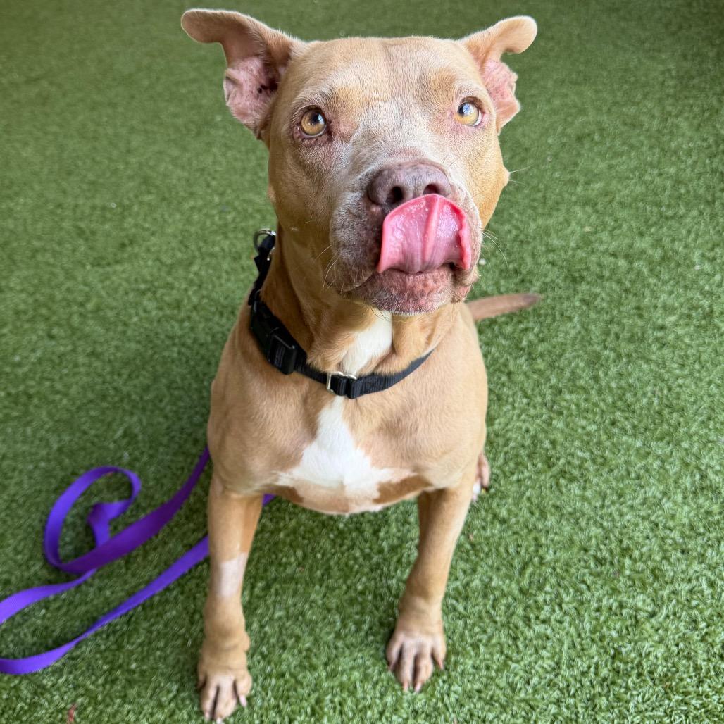 Queen, a Adoptable mixed breed in West Palm Beach, FL image 1/6
