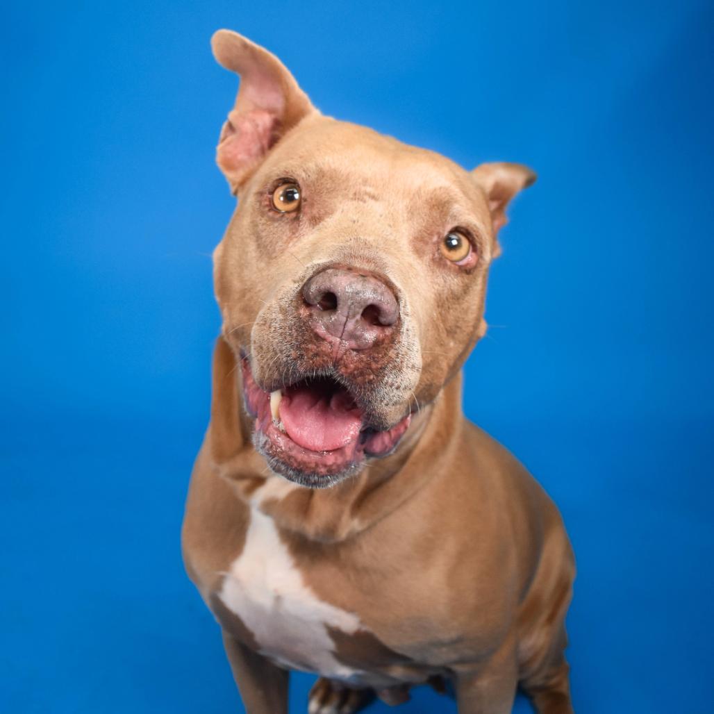 Queen, a Adoptable mixed breed in West Palm Beach, FL image 2/6