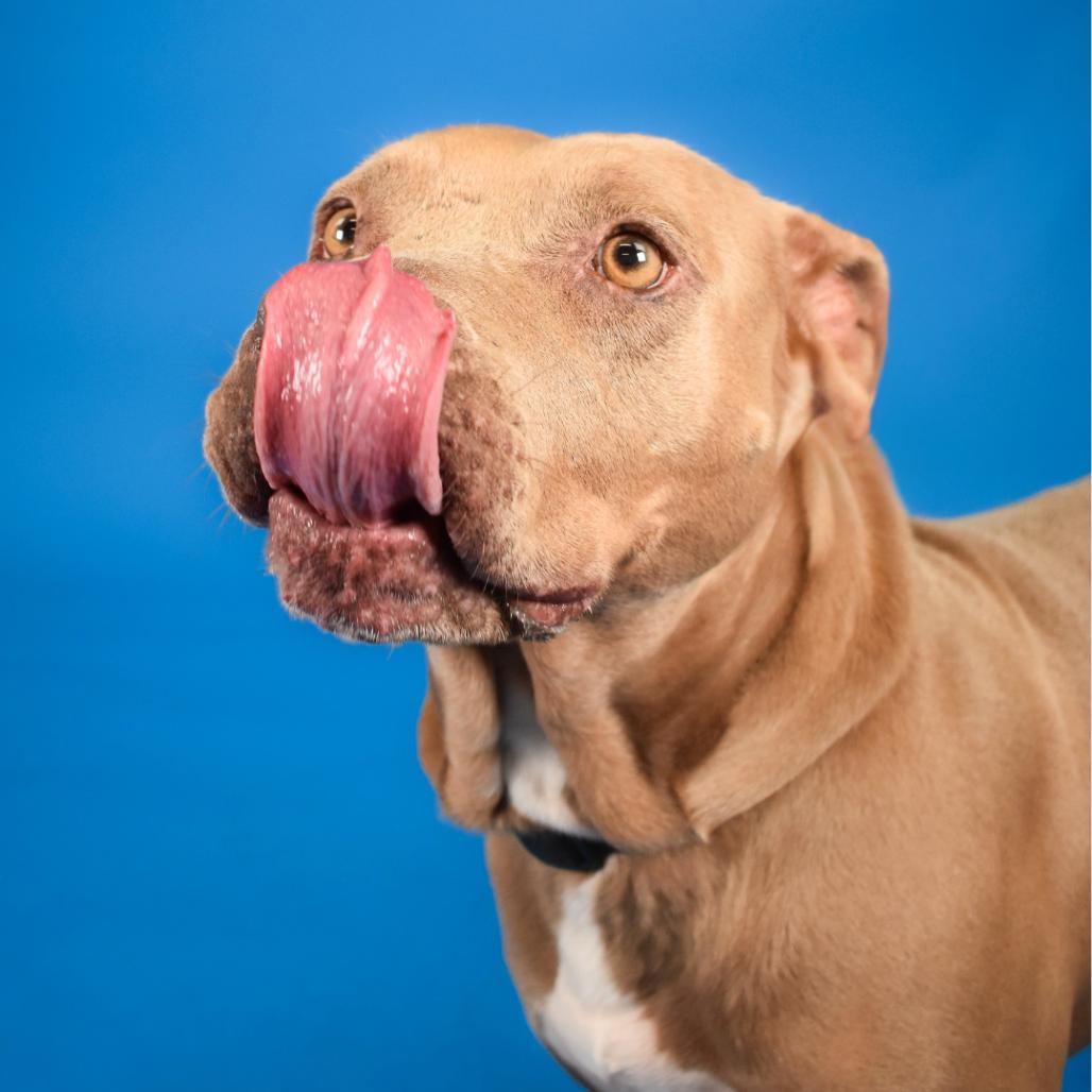 Queen, a Adoptable mixed breed in West Palm Beach, FL image 3/6