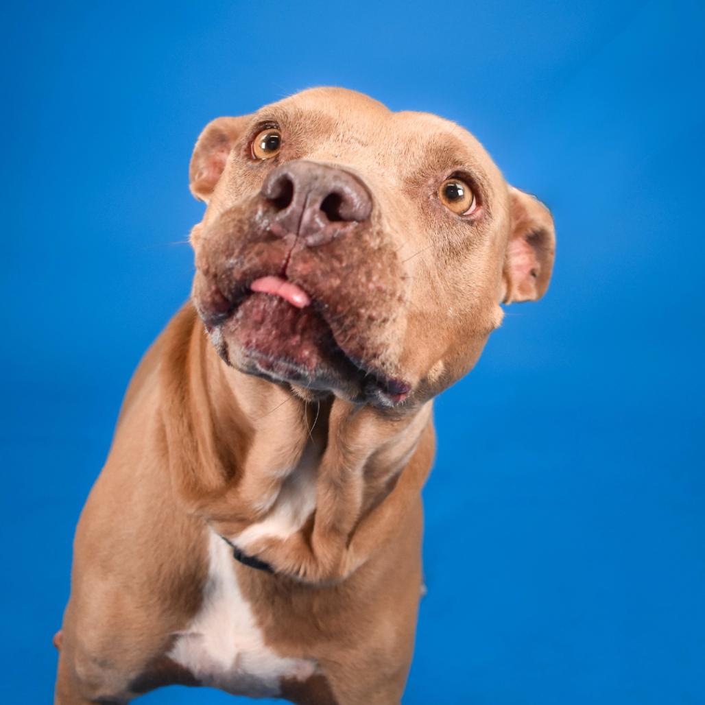 Queen, a Adoptable mixed breed in West Palm Beach, FL image 4/6