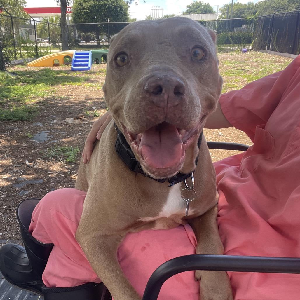 Queen, a Adoptable mixed breed in West Palm Beach, FL image 5/6