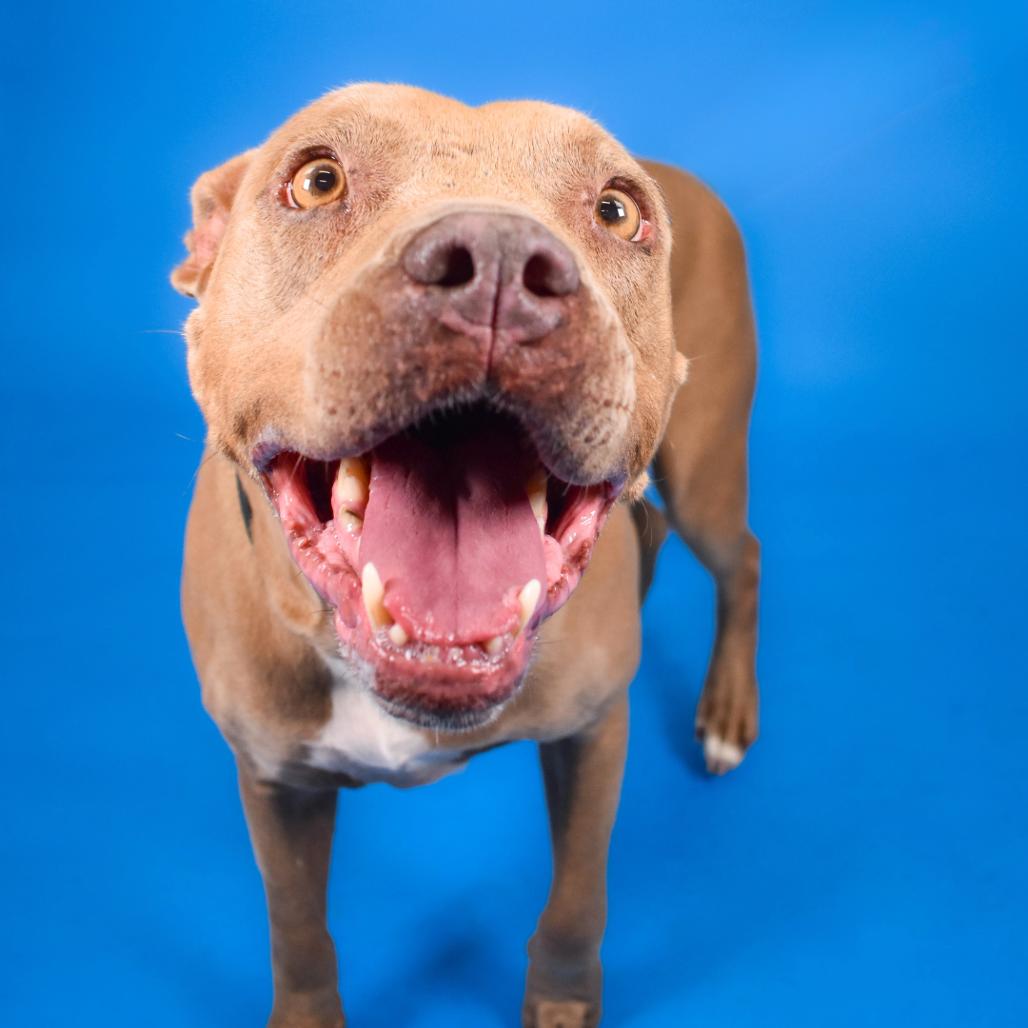 Queen, a Adoptable mixed breed in West Palm Beach, FL image 6/6
