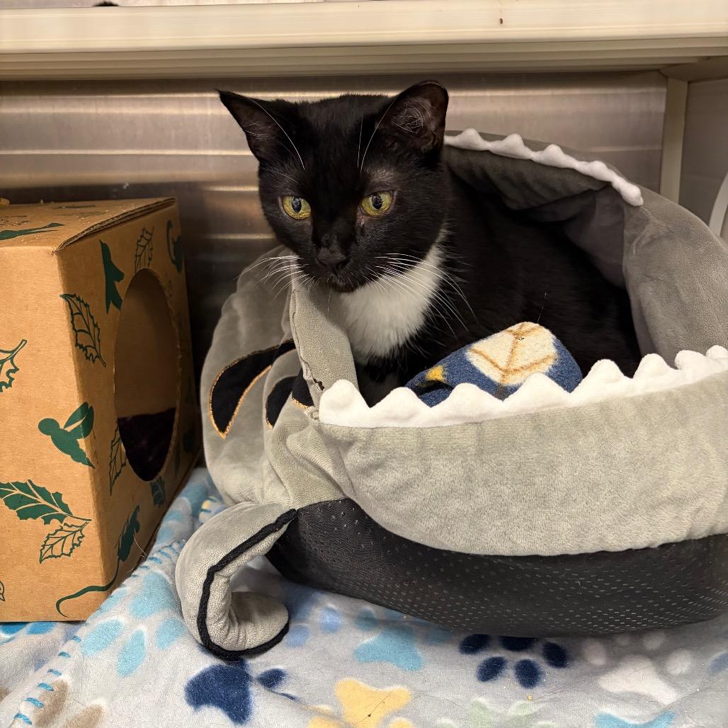 Enlarge Solas, a Adoptable mixed breed in Ashtabula, OH image 1/3