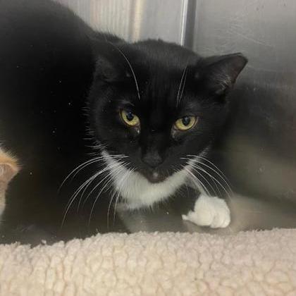 Enlarge Solas, a Adoptable mixed breed in Ashtabula, OH image 2/3