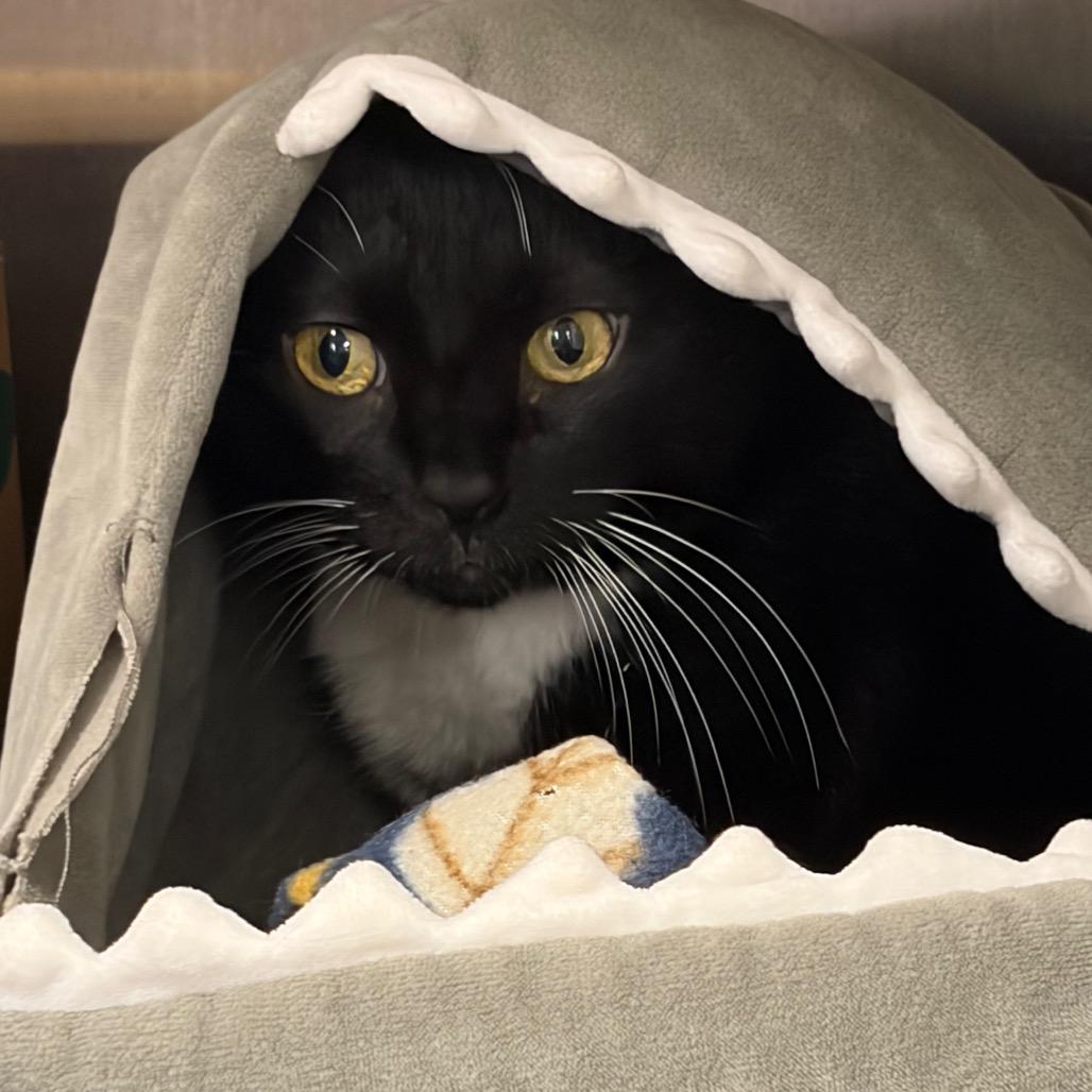 Enlarge Solas, a Adoptable mixed breed in Ashtabula, OH image 3/3