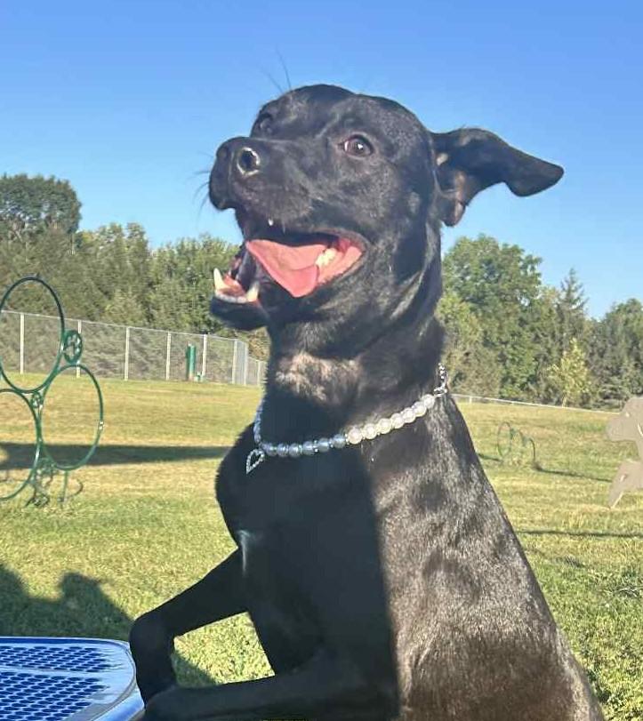 Enlarge Utah, a Adopted mixed breed in Macomb, IL image 1/6