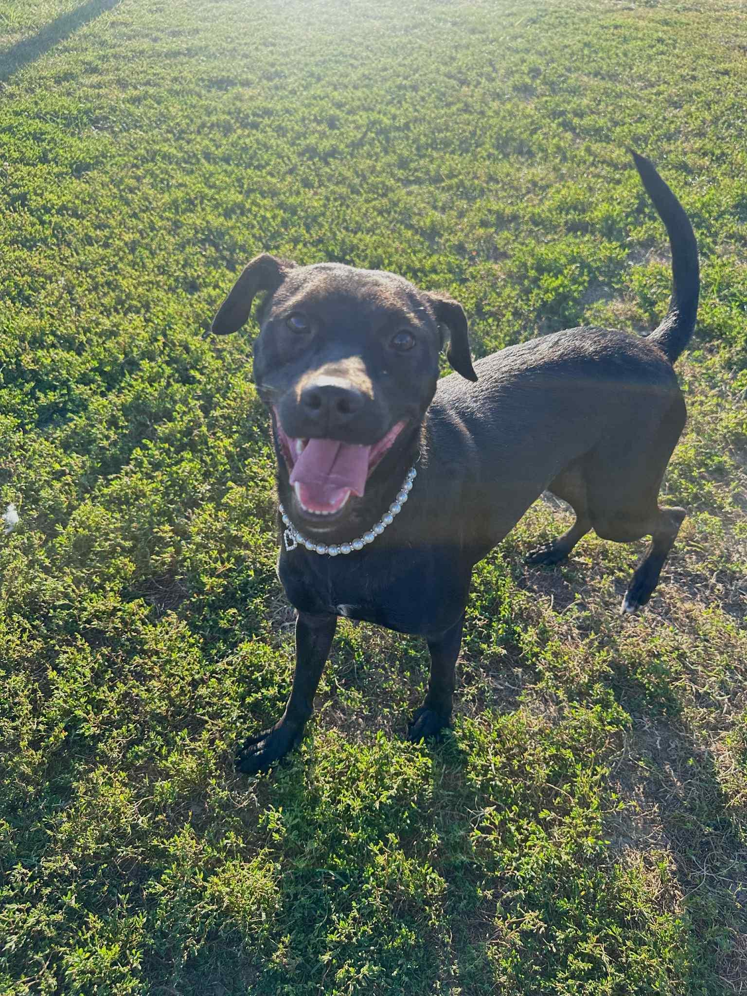 Enlarge Utah, a Adopted mixed breed in Macomb, IL image 6/6