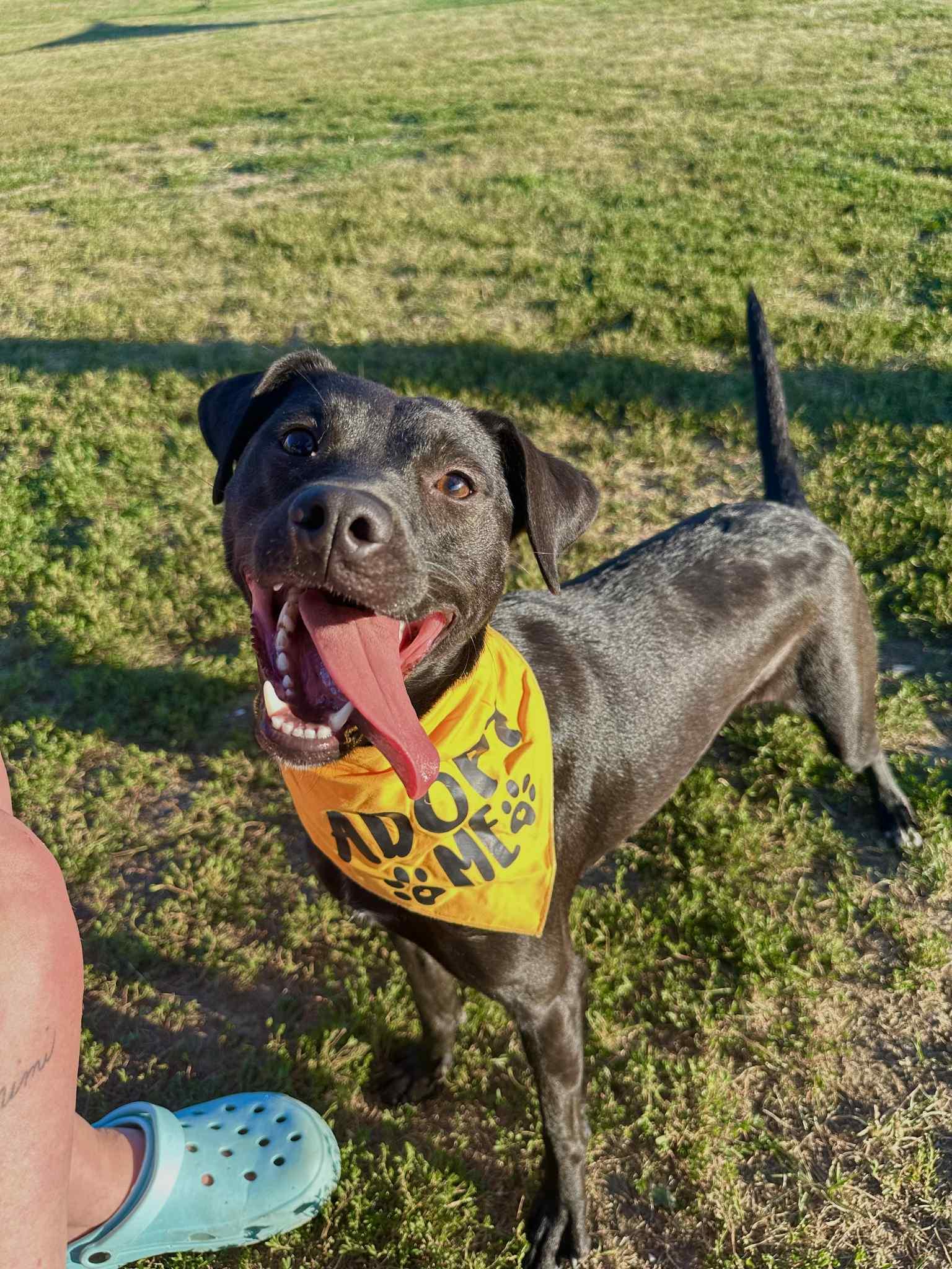 Enlarge Utah, a Adopted mixed breed in Macomb, IL image 5/6