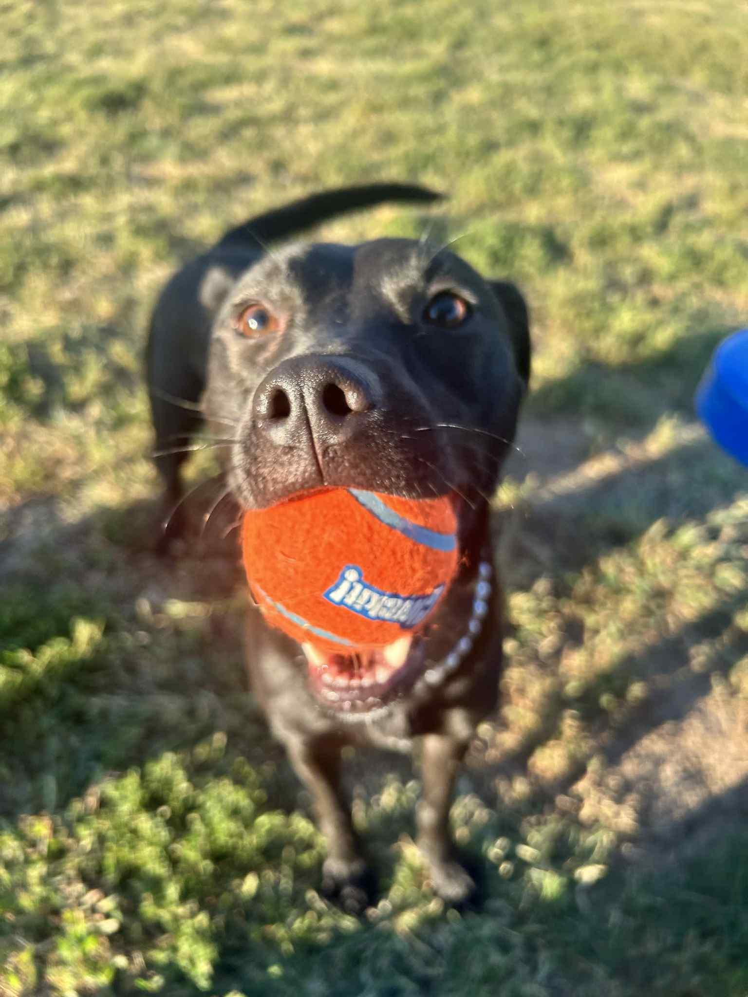 Enlarge Utah, a Adopted mixed breed in Macomb, IL image 4/6