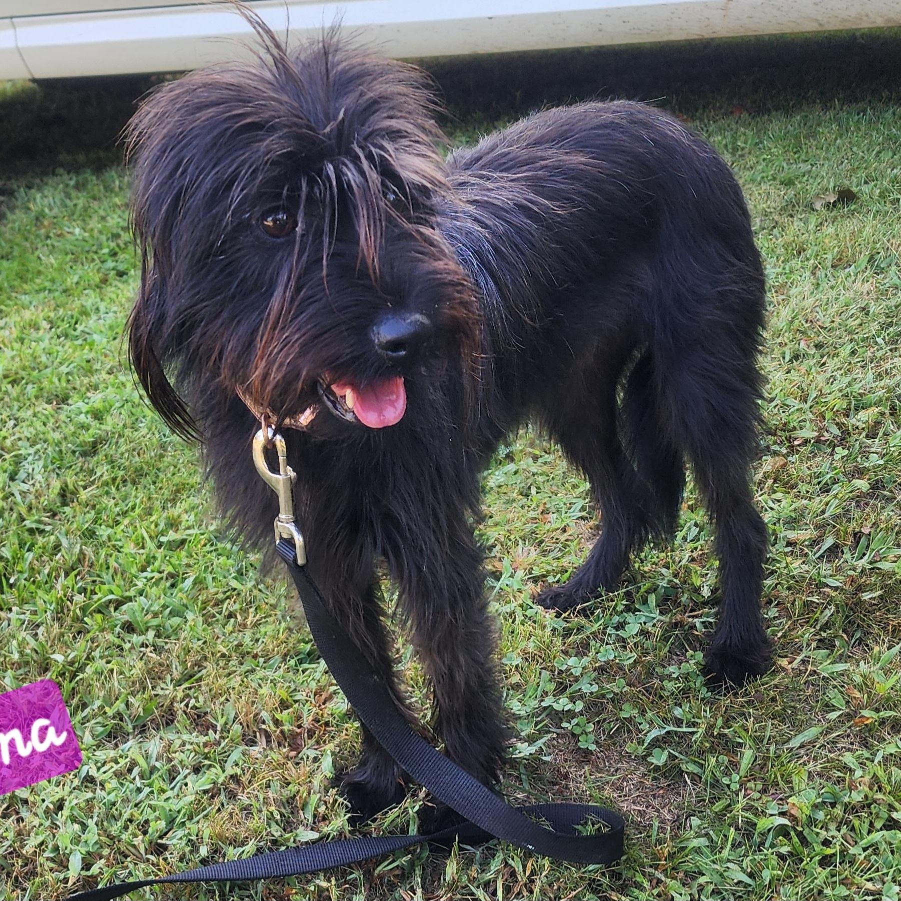 Enlarge Brenna, a Adoptable mixed breed in Wheelersburg, OH image 3/6