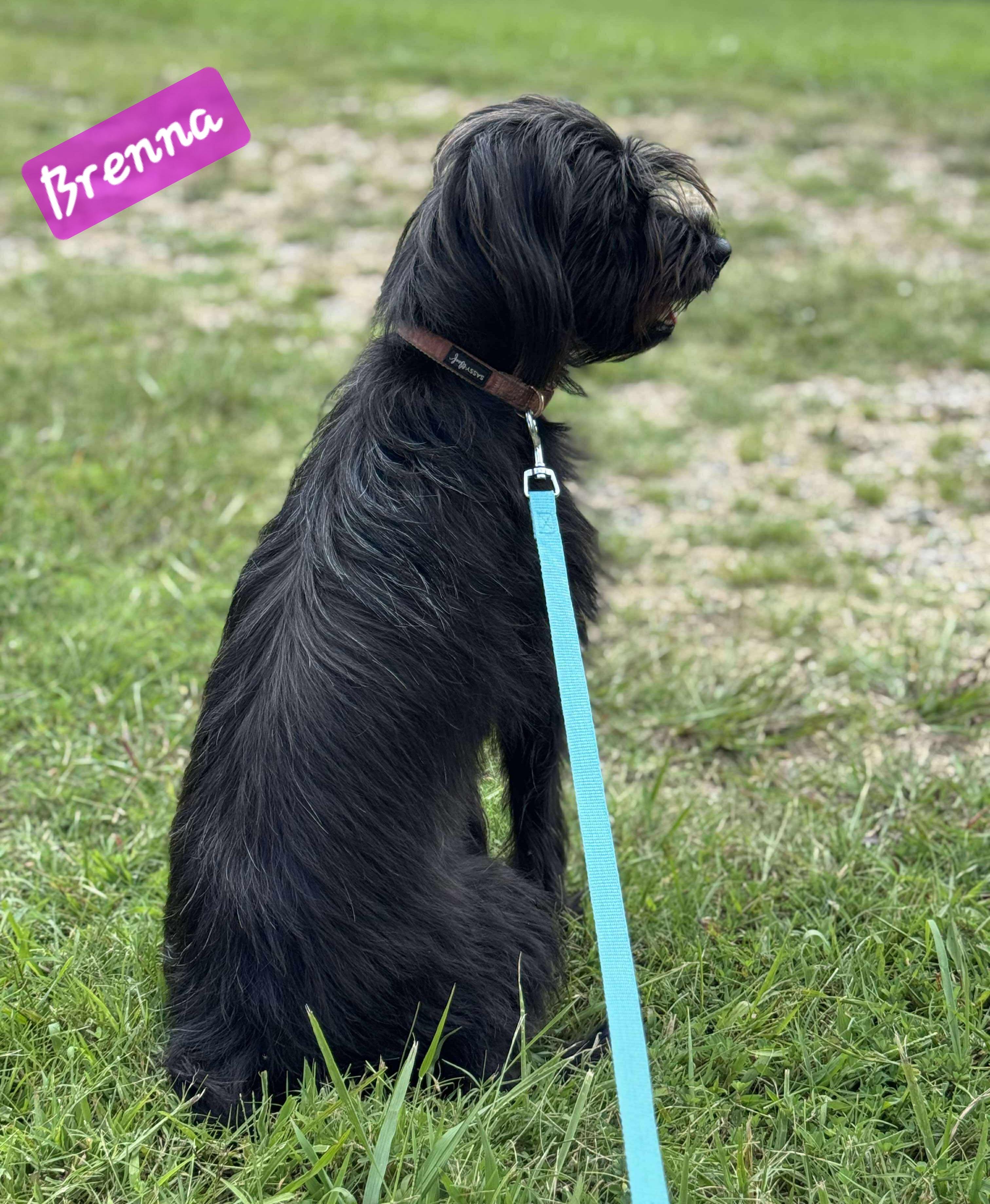 Enlarge Brenna, a Adoptable mixed breed in Wheelersburg, OH image 4/6