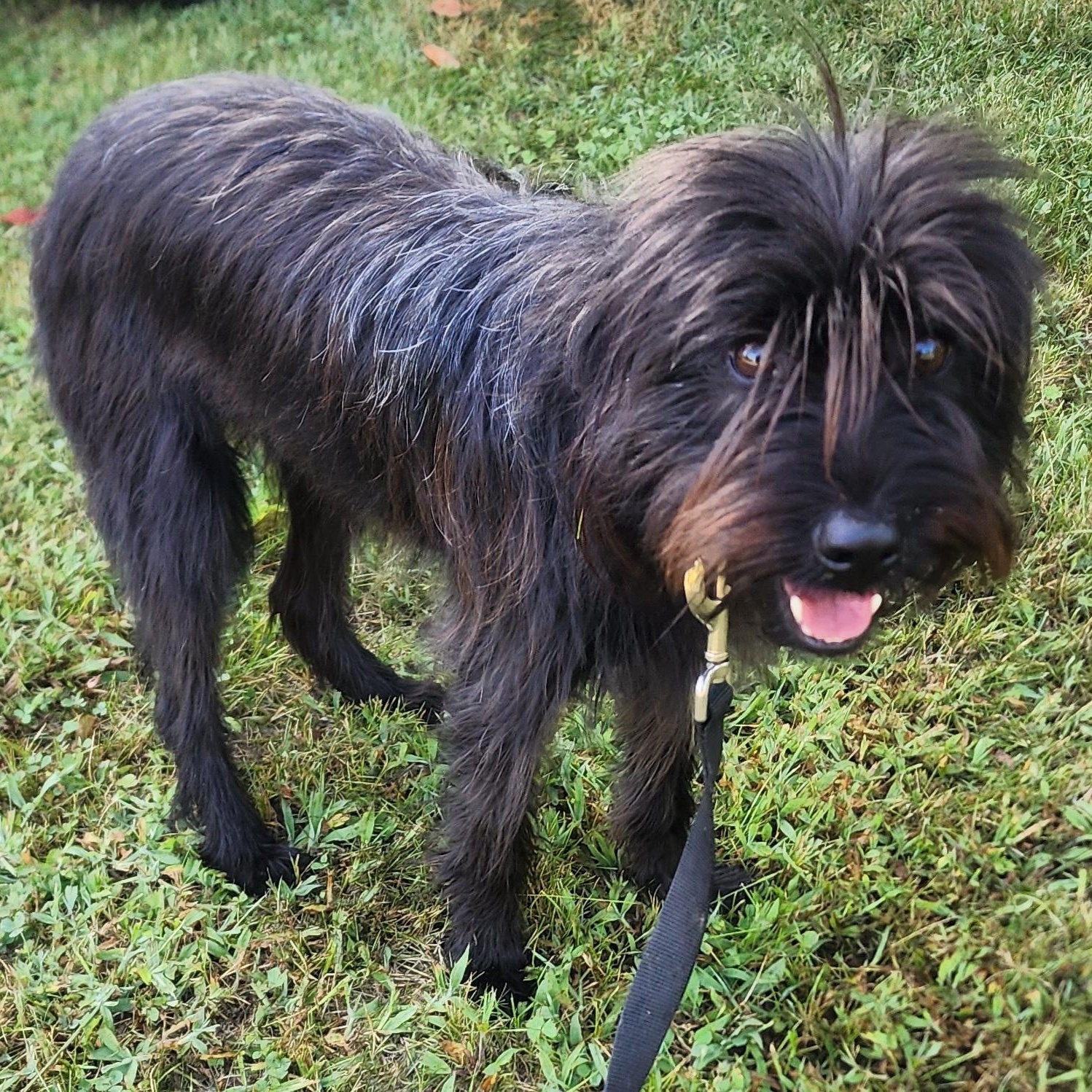 Brenna, Adoptable, Young Female Maltese & Poodle.