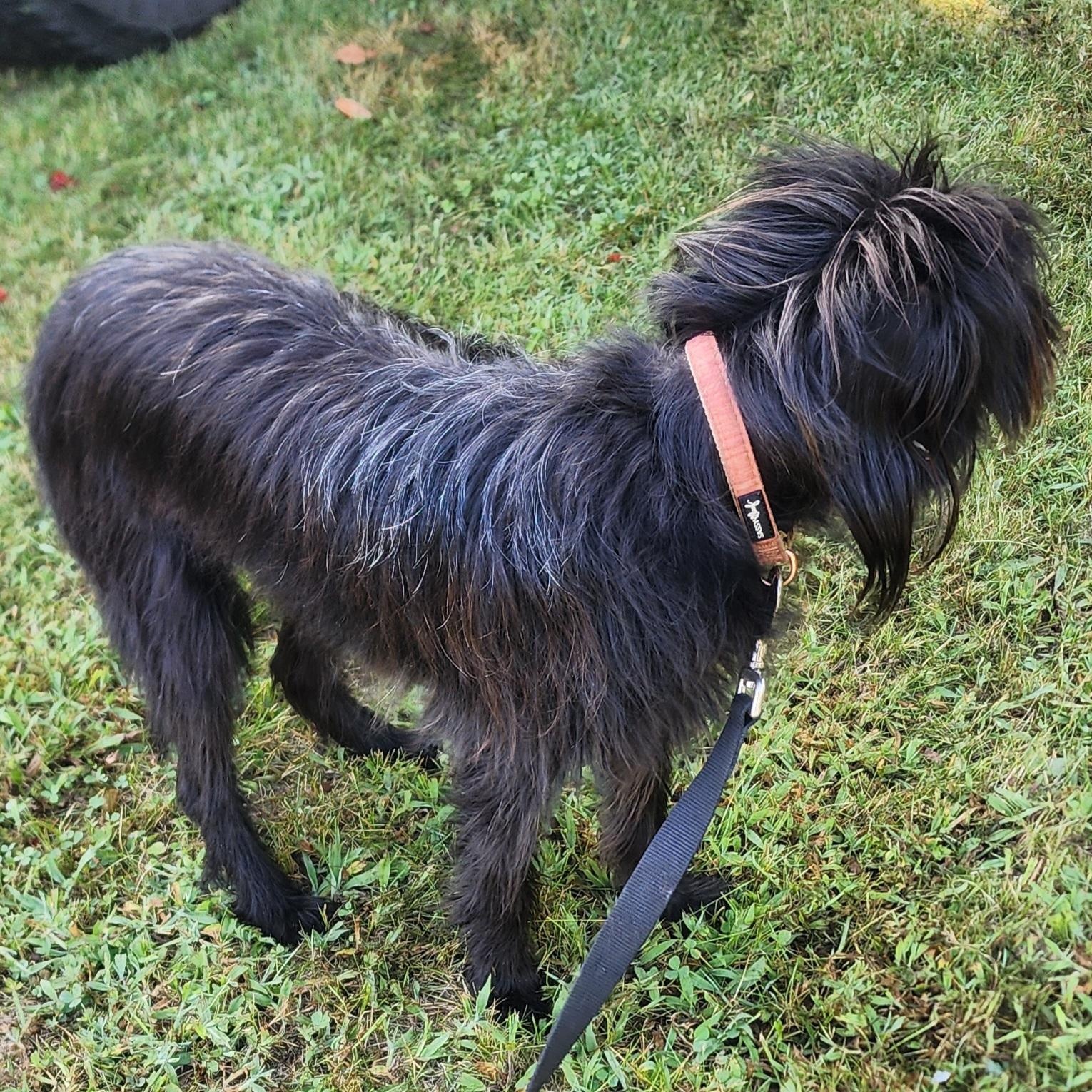 Enlarge Brenna, a Adoptable mixed breed in Wheelersburg, OH image 6/6