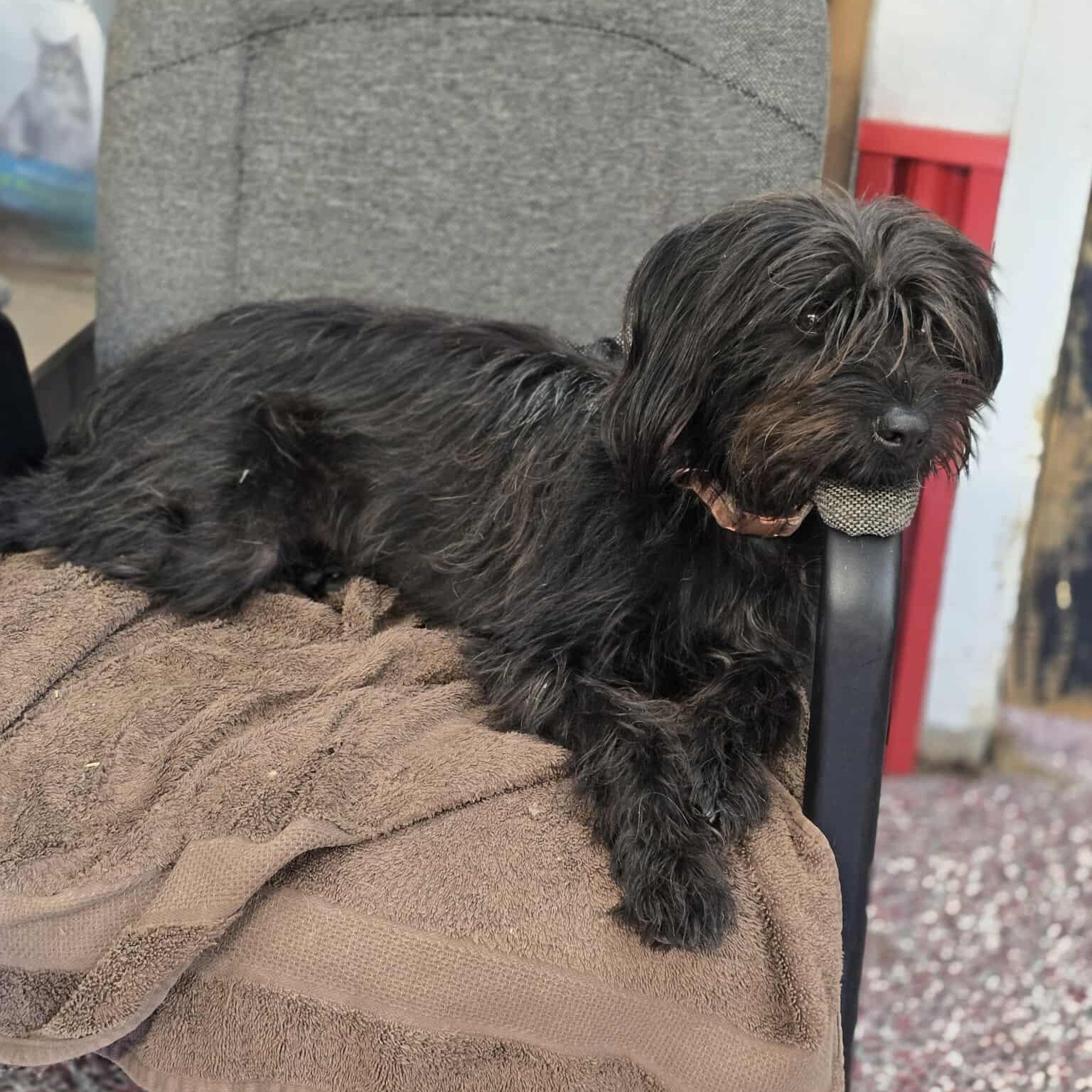 Enlarge Brenna, a Adoptable mixed breed in Wheelersburg, OH image 2/6