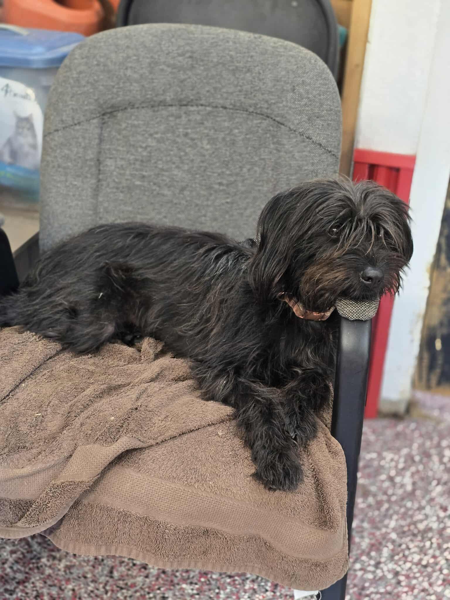 Enlarge Brenna, a Adoptable mixed breed in Wheelersburg, OH image 2/6