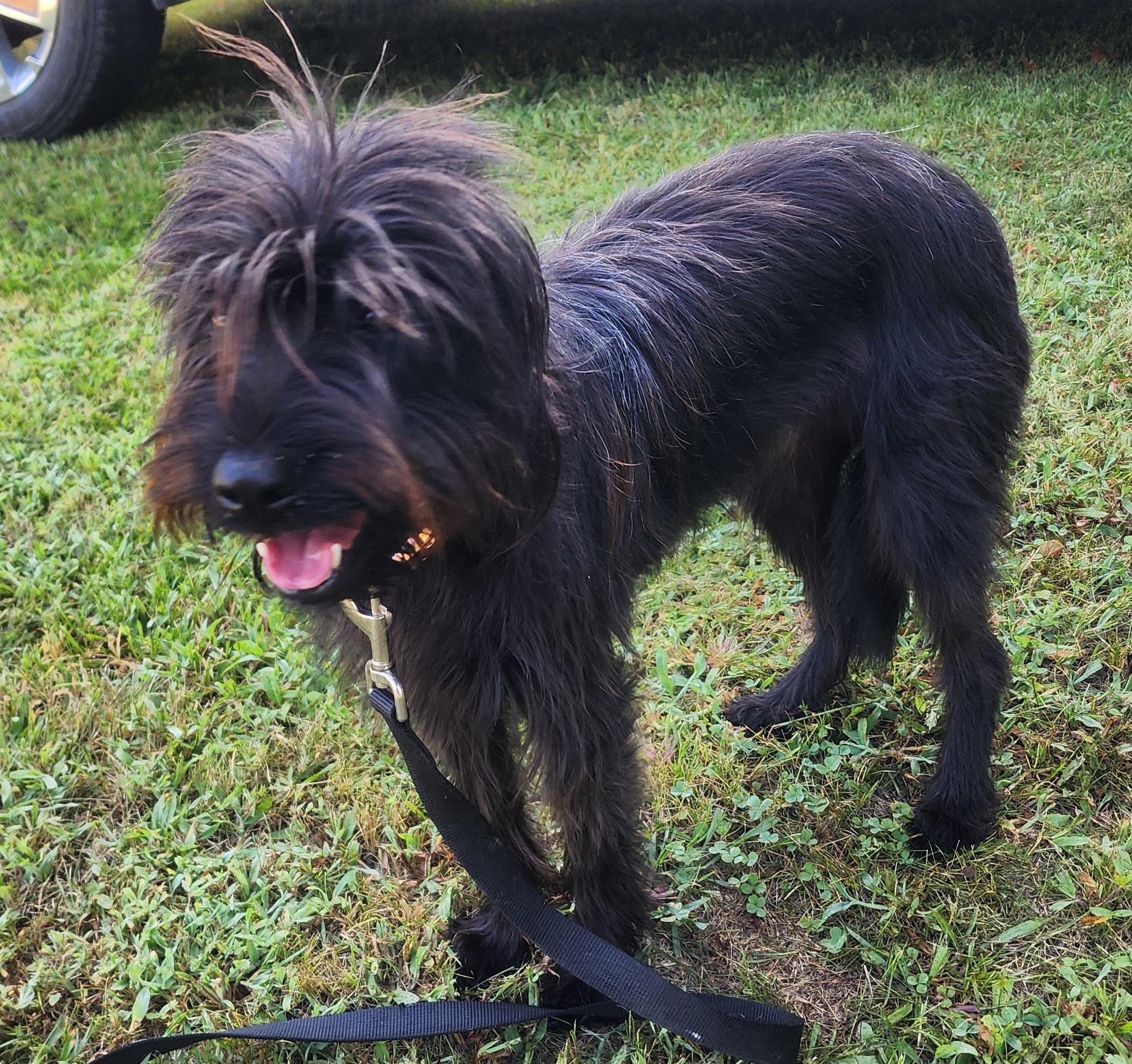 Enlarge Brenna, a Adoptable mixed breed in Wheelersburg, OH image 5/6