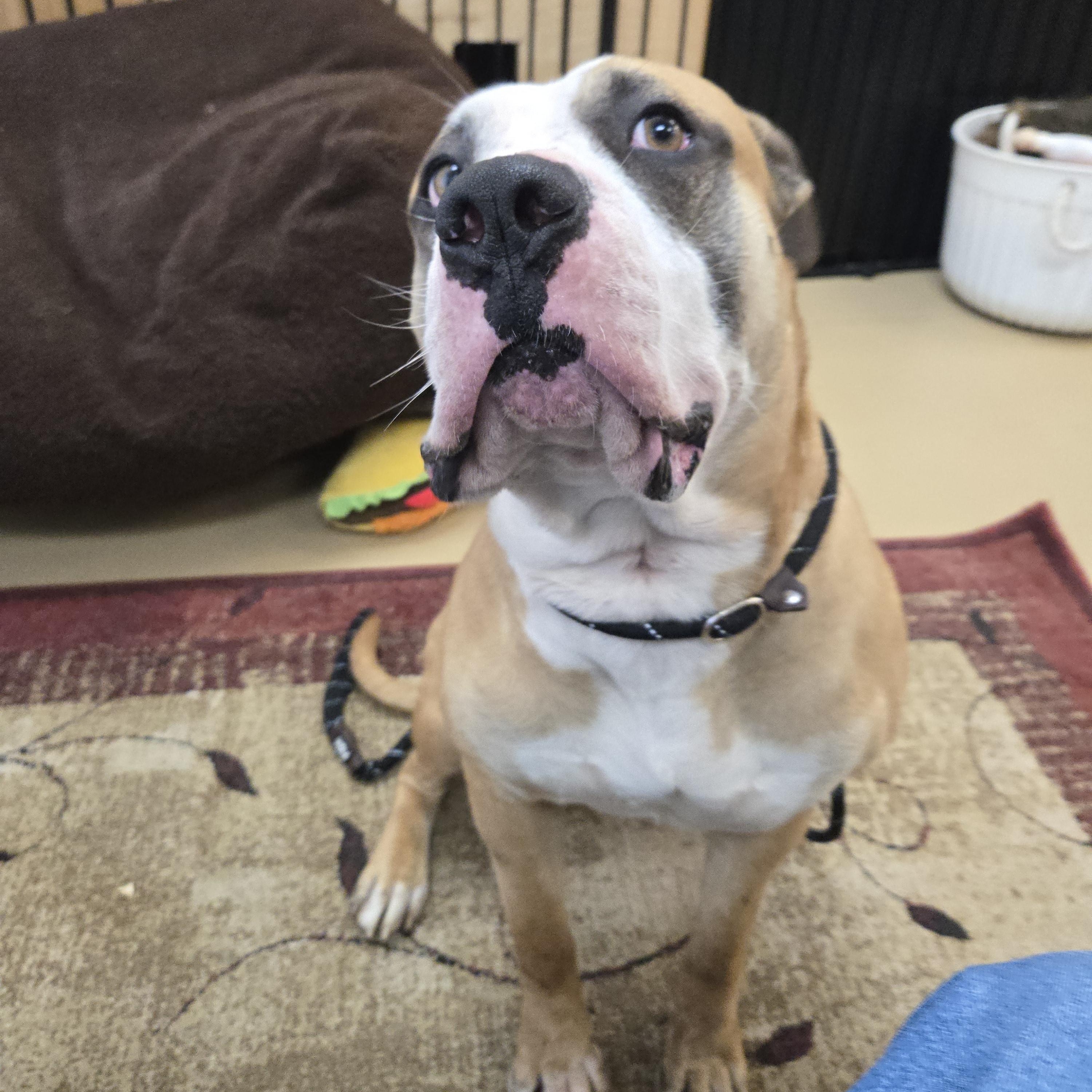 Enlarge Cassian, a ADOPTABLE Mastiff in Xenia , OH image 6/6