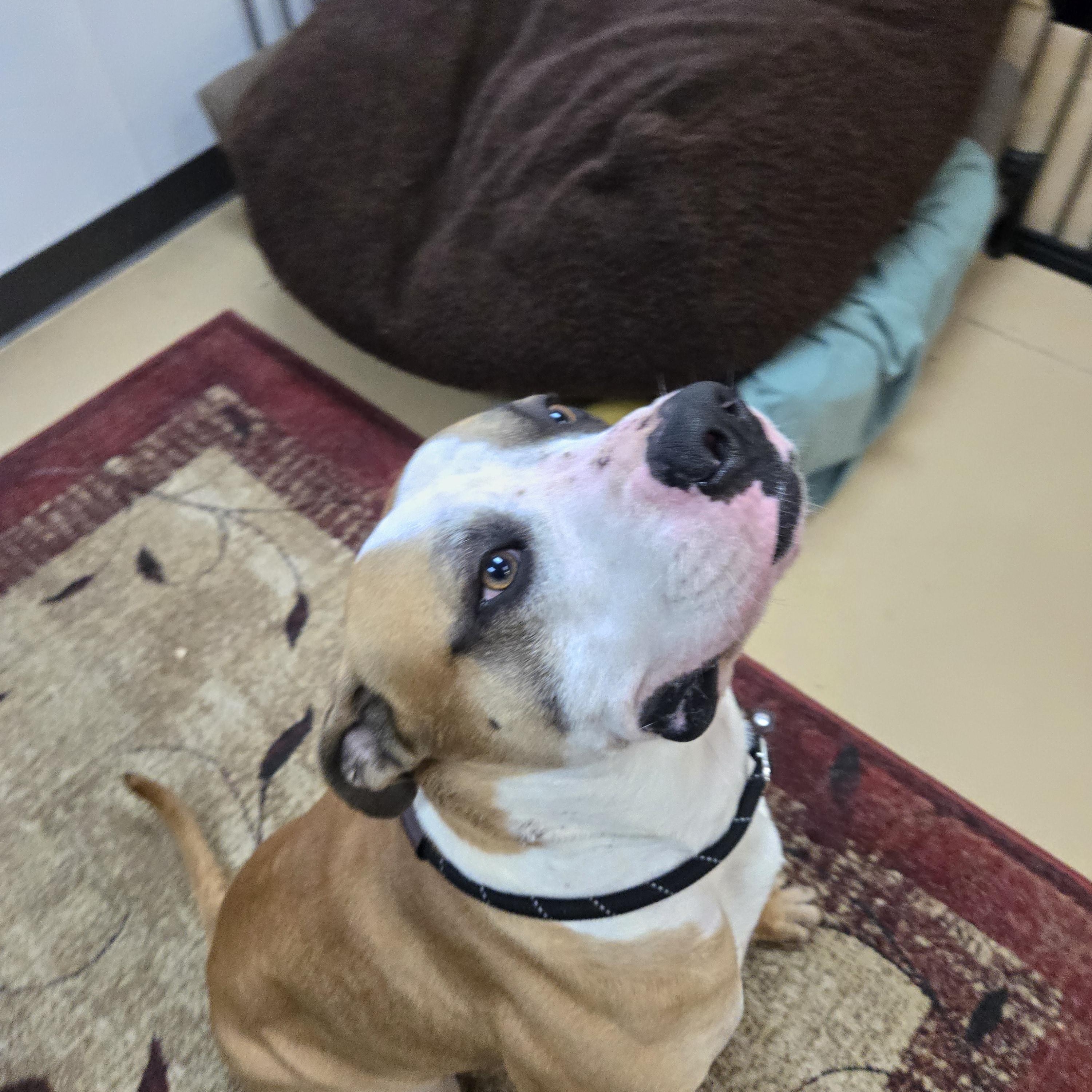 Enlarge Cassian, a ADOPTABLE Mastiff in Xenia , OH image 2/6