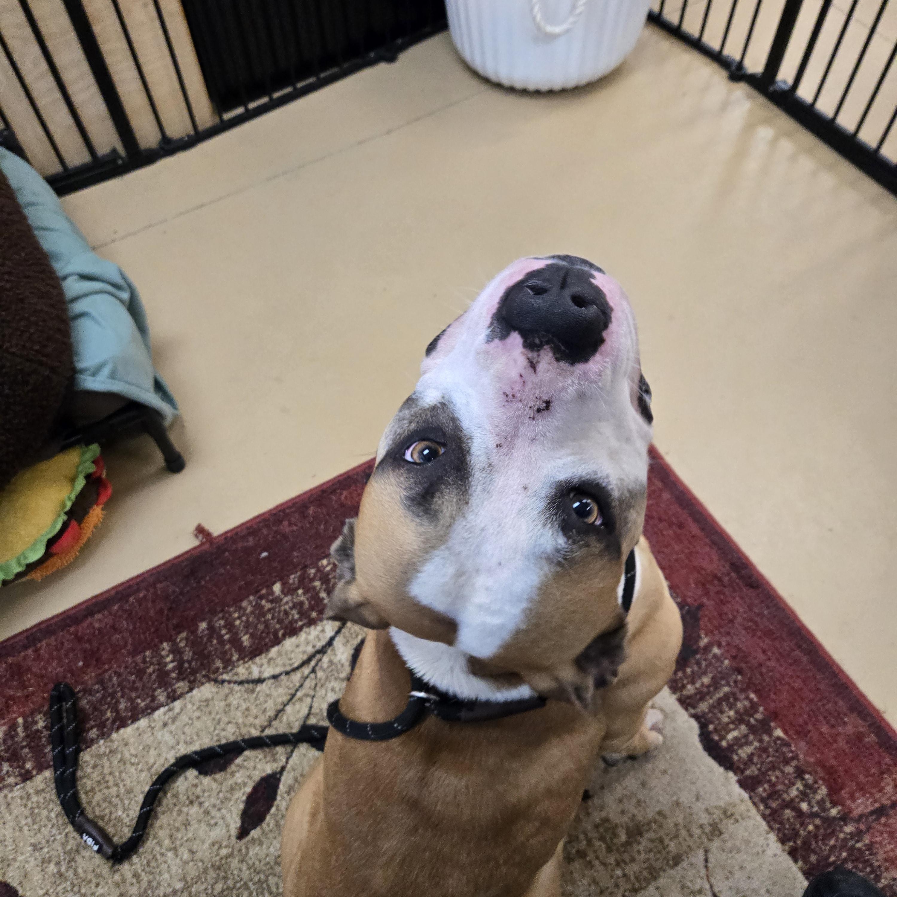 Cassian, ADOPTABLE, Adult Male Mastiff.