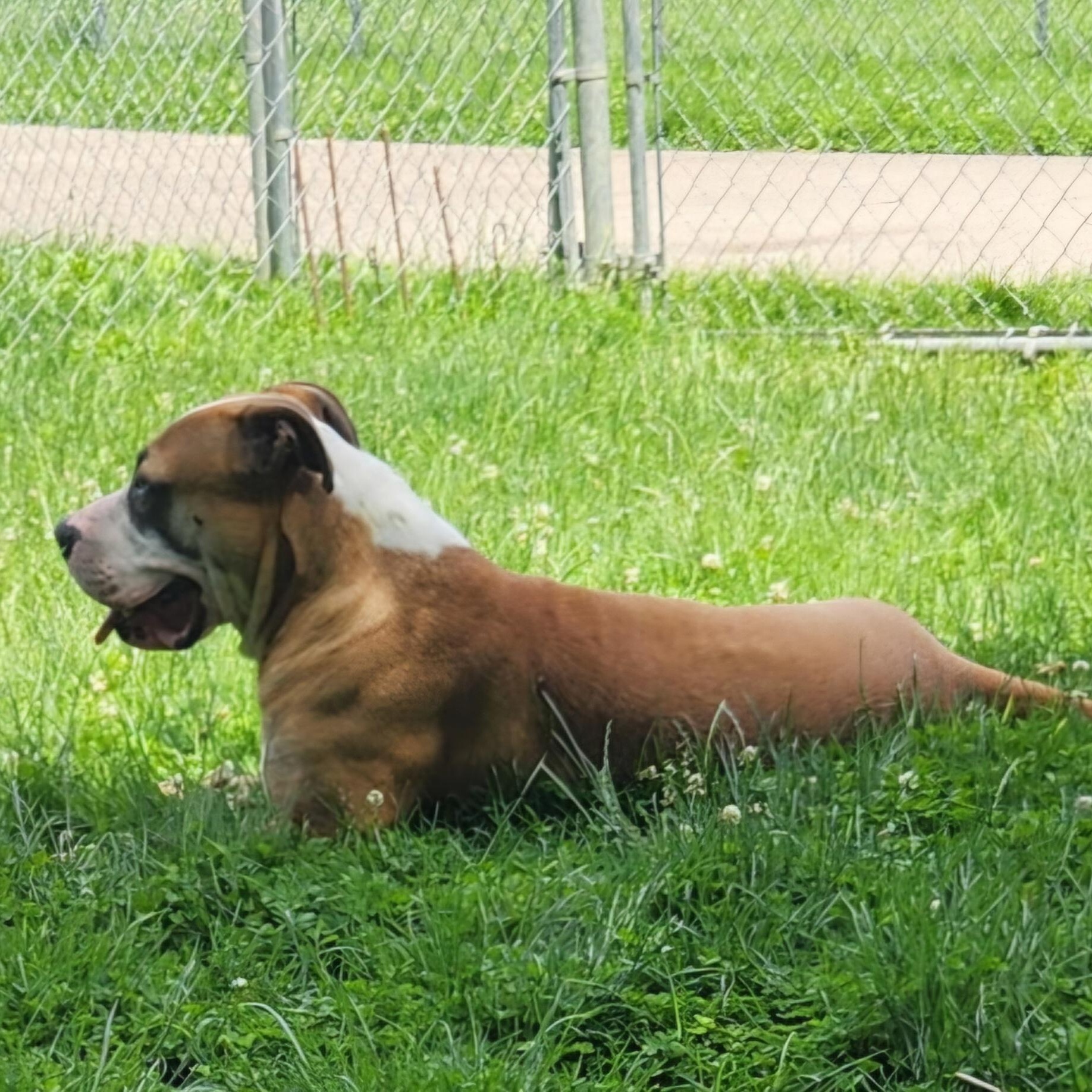 Cassian, a ADOPTABLE Mastiff in Xenia , OH image 2/6