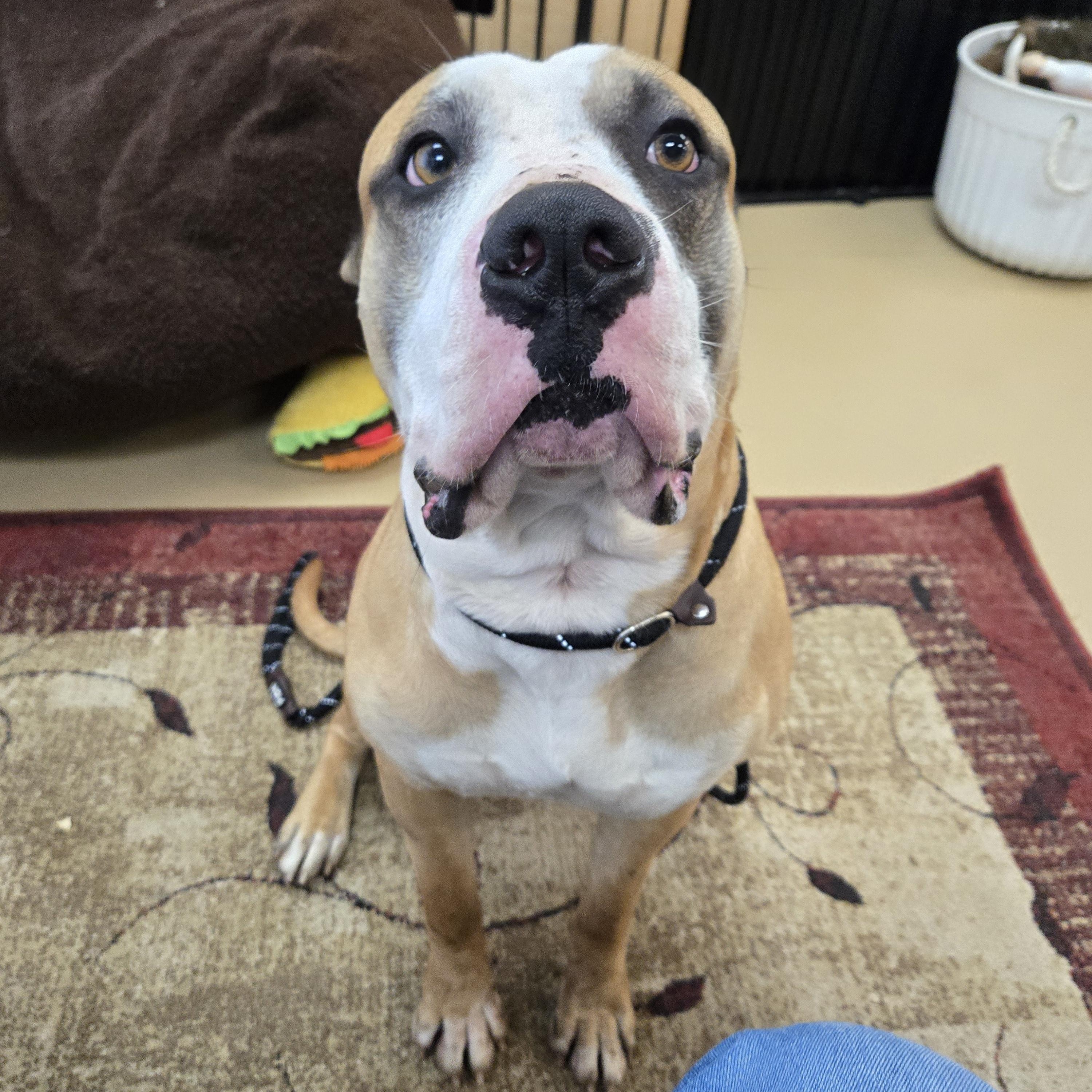 Enlarge Cassian, a ADOPTABLE Mastiff in Xenia , OH image 5/6