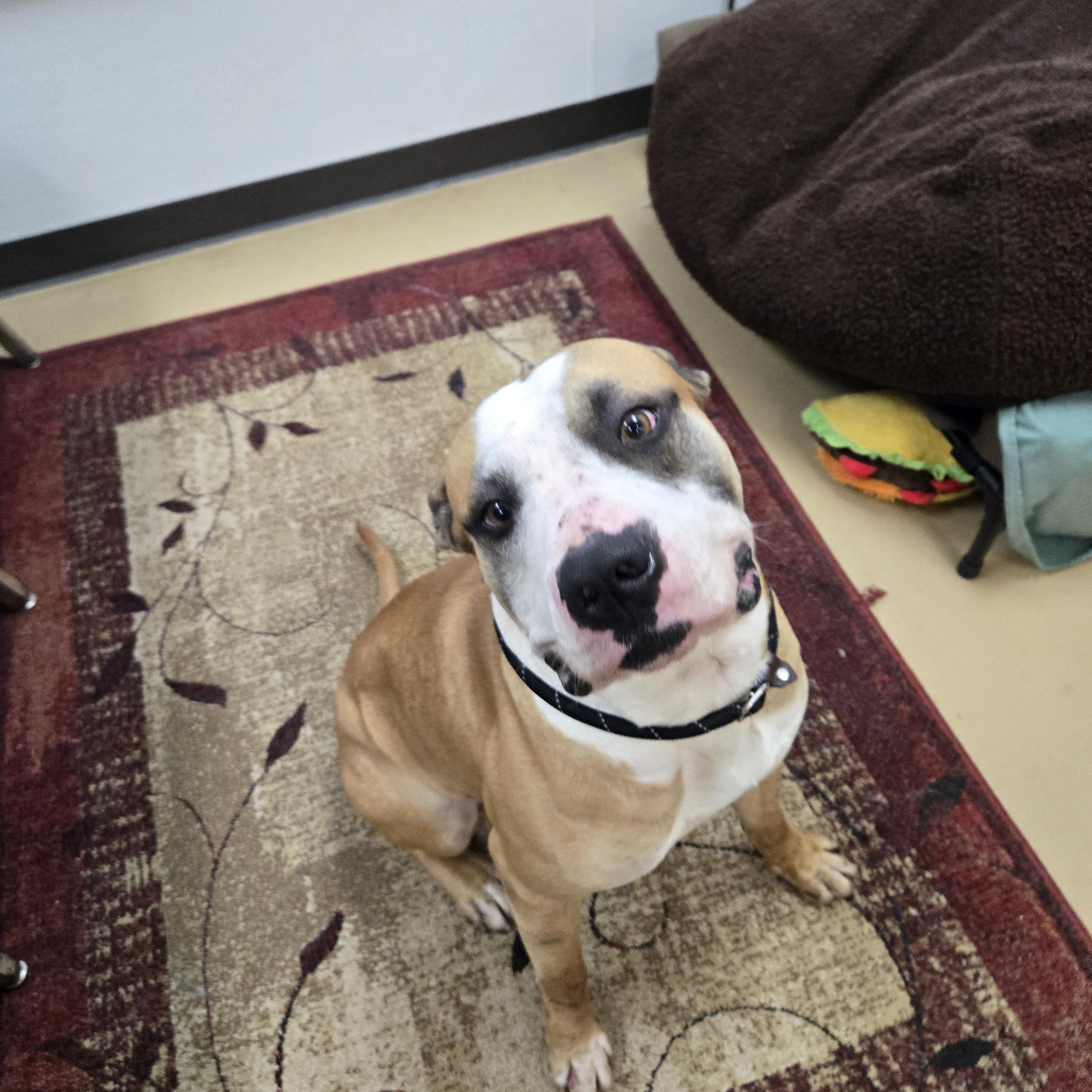 Enlarge Cassian, a ADOPTABLE Mastiff in Xenia , OH image 3/6