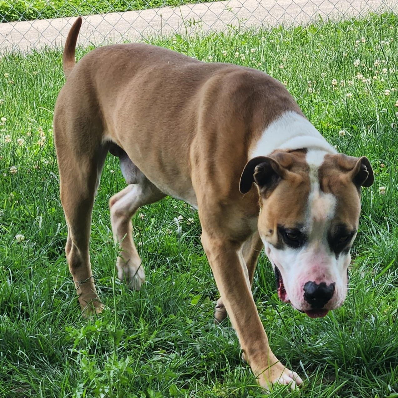 Cassian, ADOPTABLE, Adult Male Mastiff.