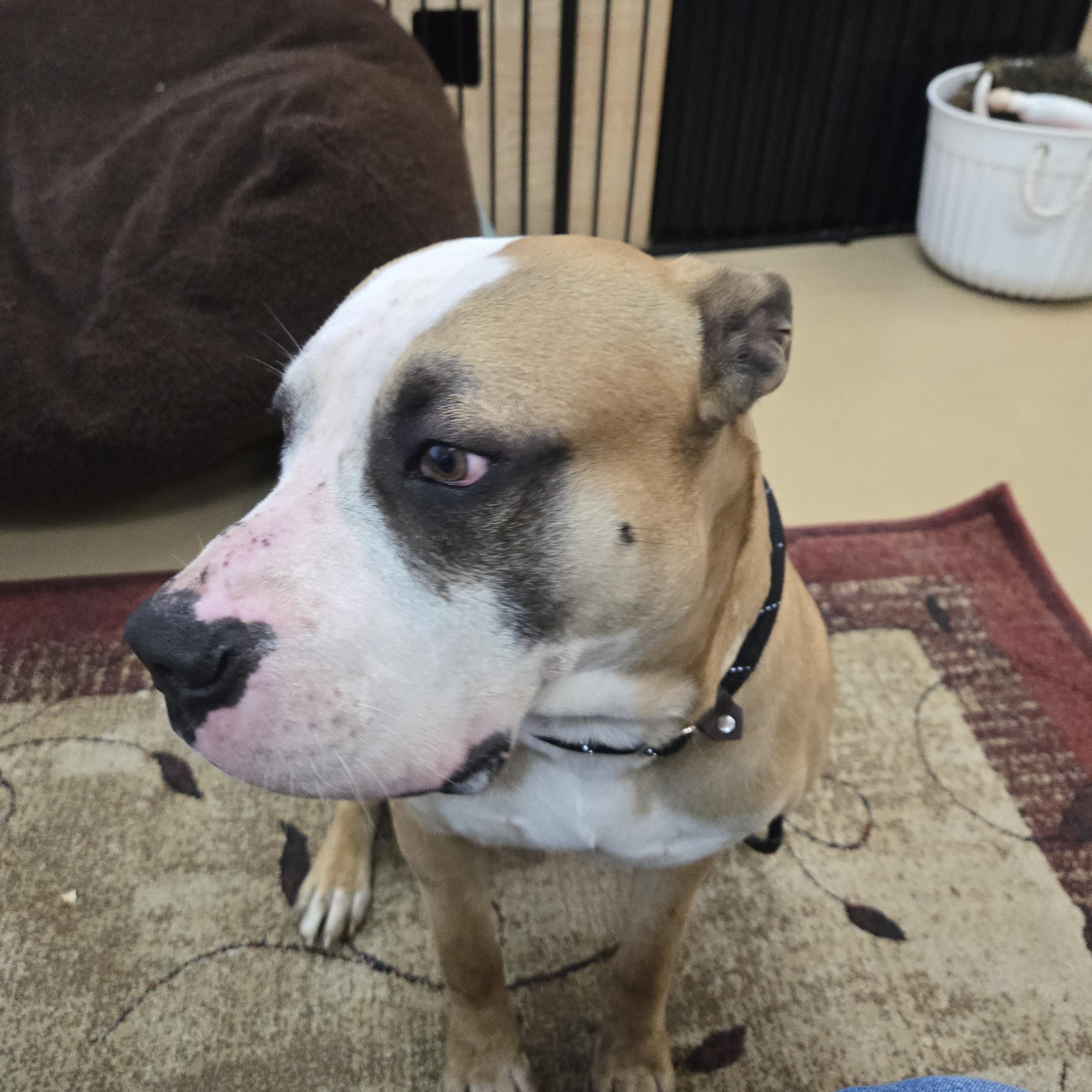 Enlarge Cassian, a ADOPTABLE Mastiff in Xenia , OH image 4/6