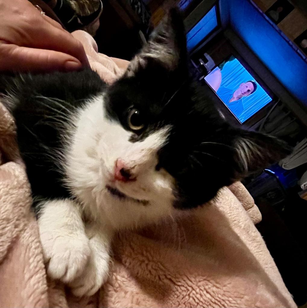 Enlarge Puka, a Adoptable American Shorthair in Hagaman, NY image 1/1